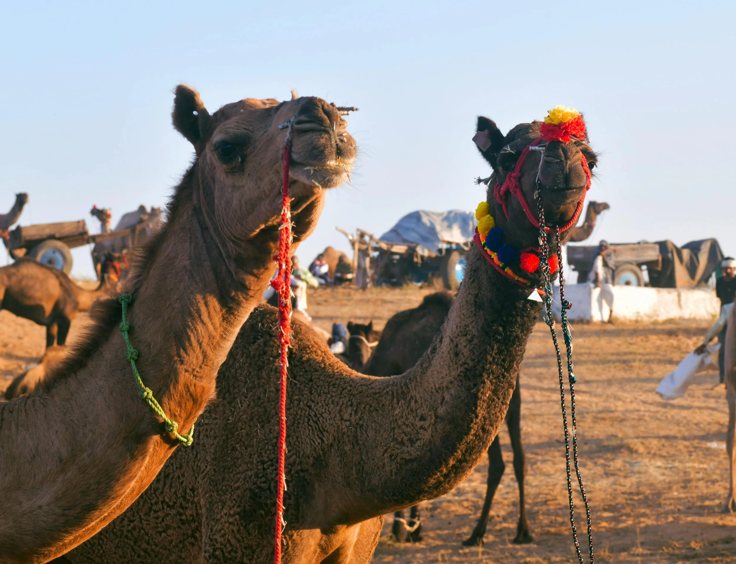 Pushkar Horse &amp; Camel Fair