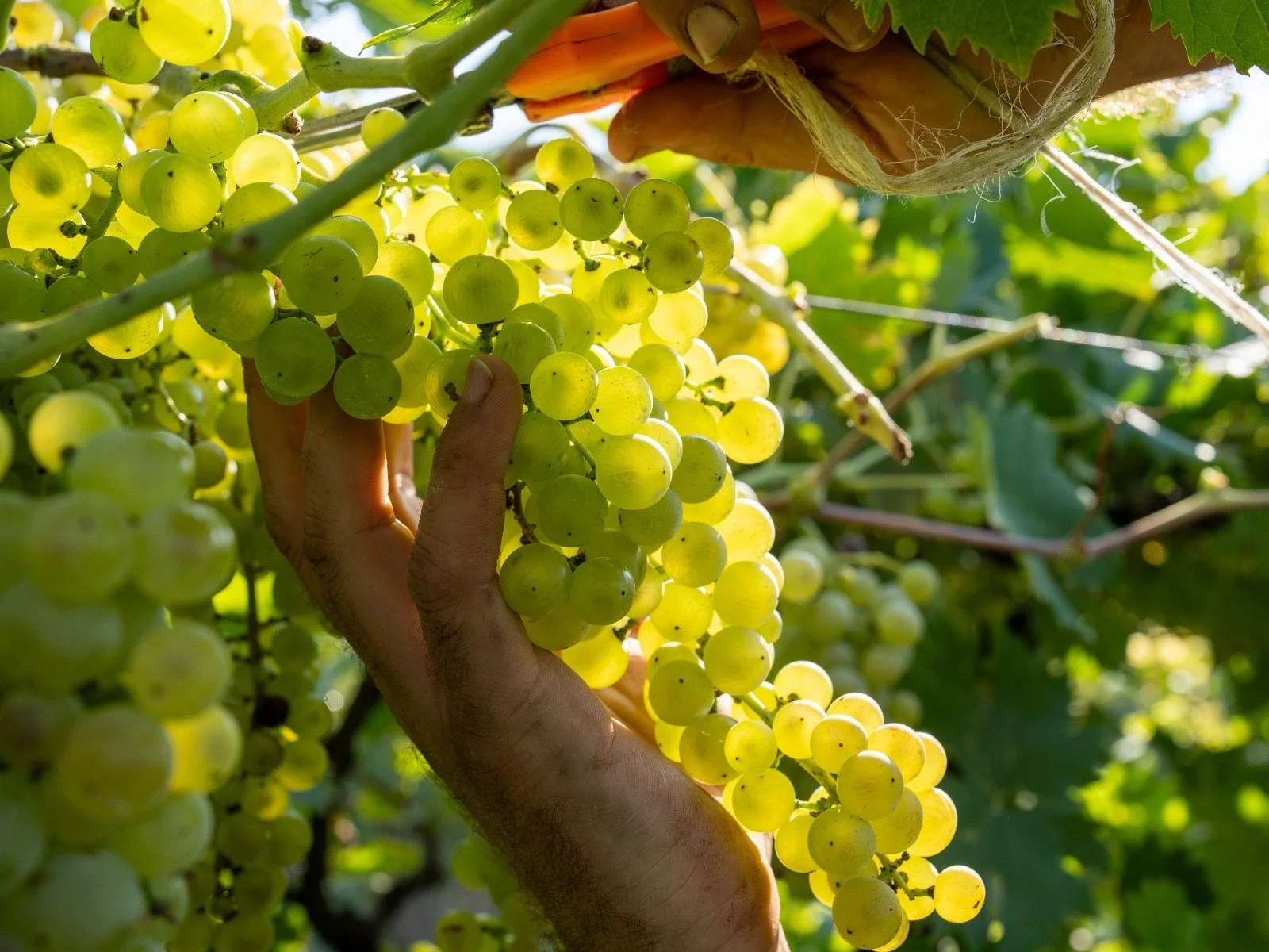 vendemmia uva bianca a mano.jpeg