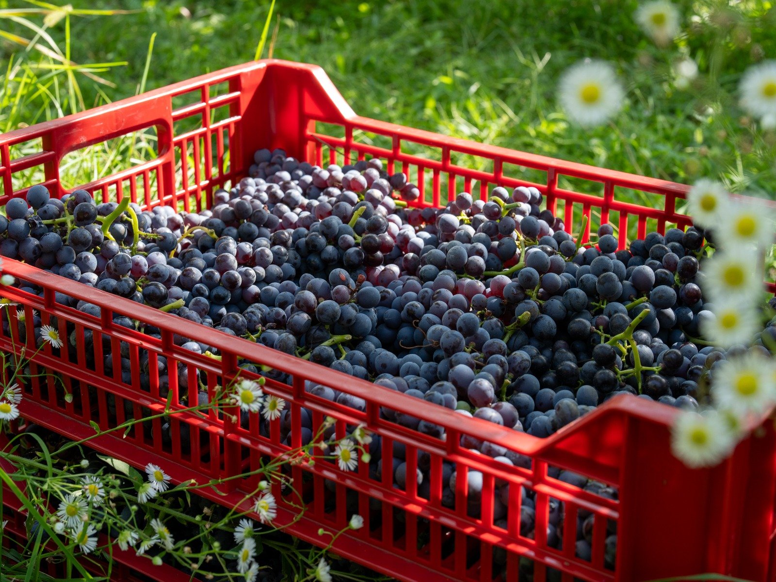 Casetta vendemmia amarone.jpeg