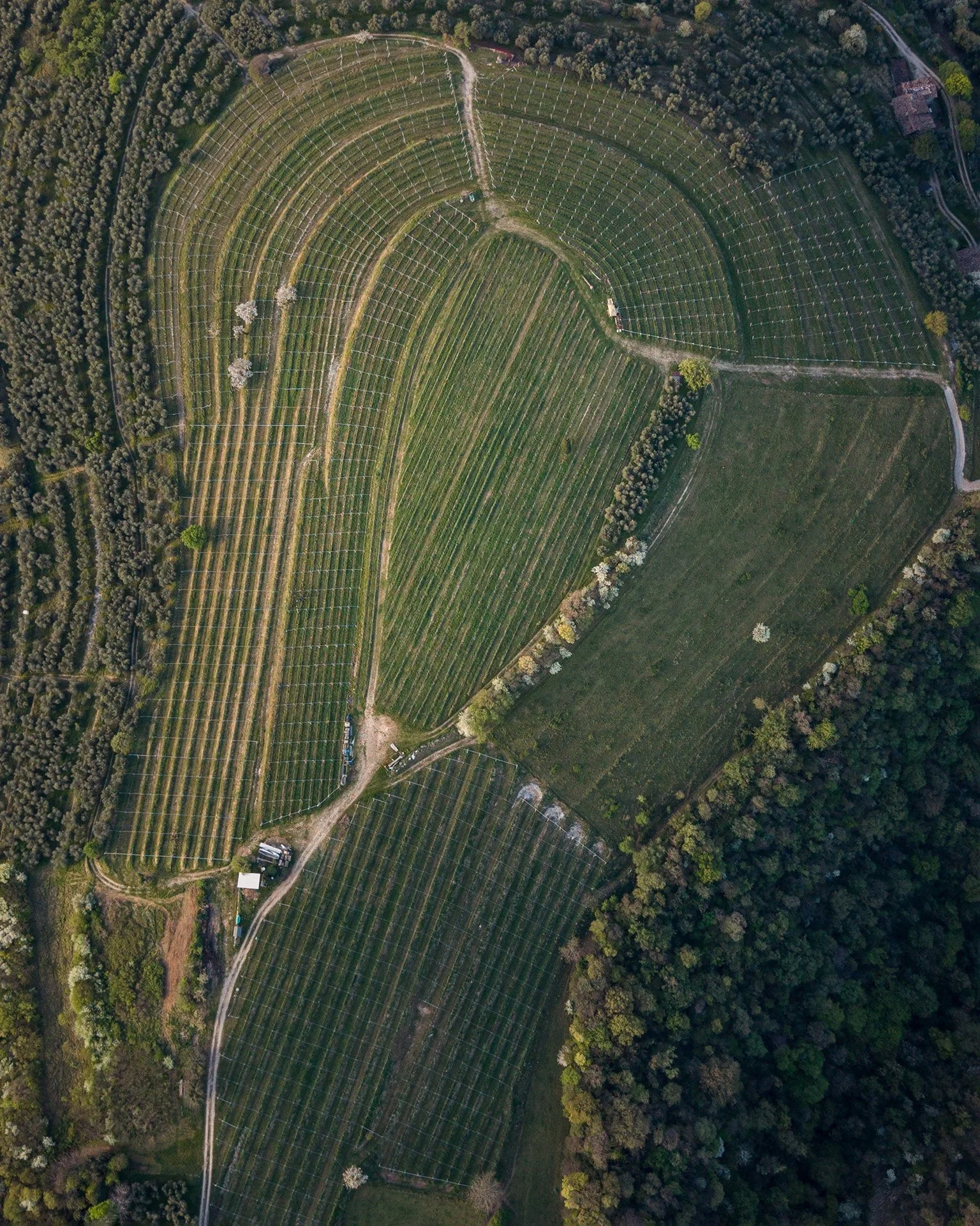 Vista aerea di un vigneto curvato, circondato da alberi e un percorso sterrato.