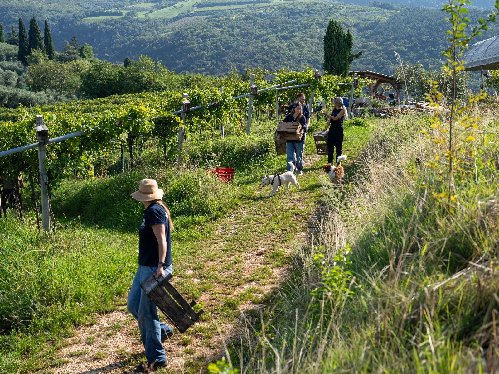 squadra vendemmia Valpolicella.jpeg