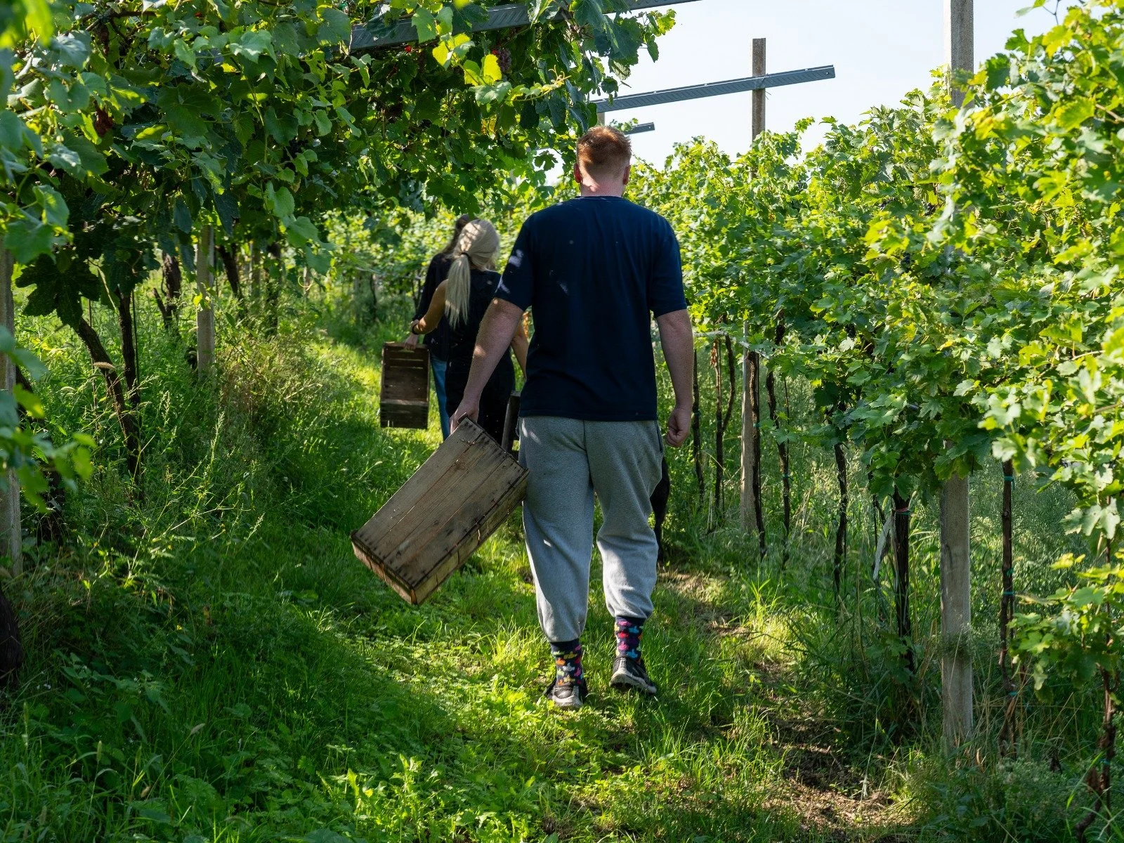 Vendemmia raccolta a casetta.jpeg
