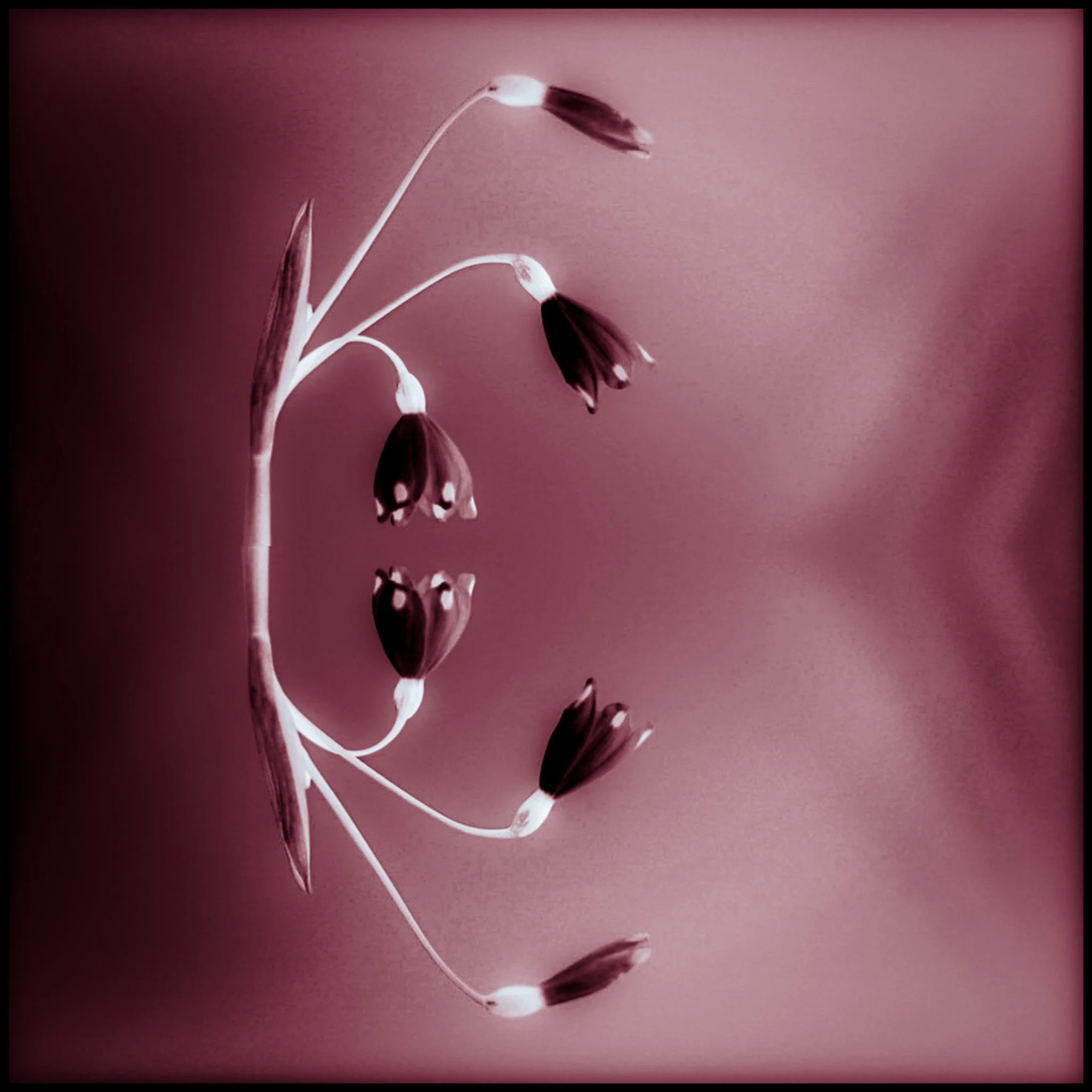 E7C118E8-5A1E-4497-97BD-9B4442303BAF_1_105_c-2 copy.jpg