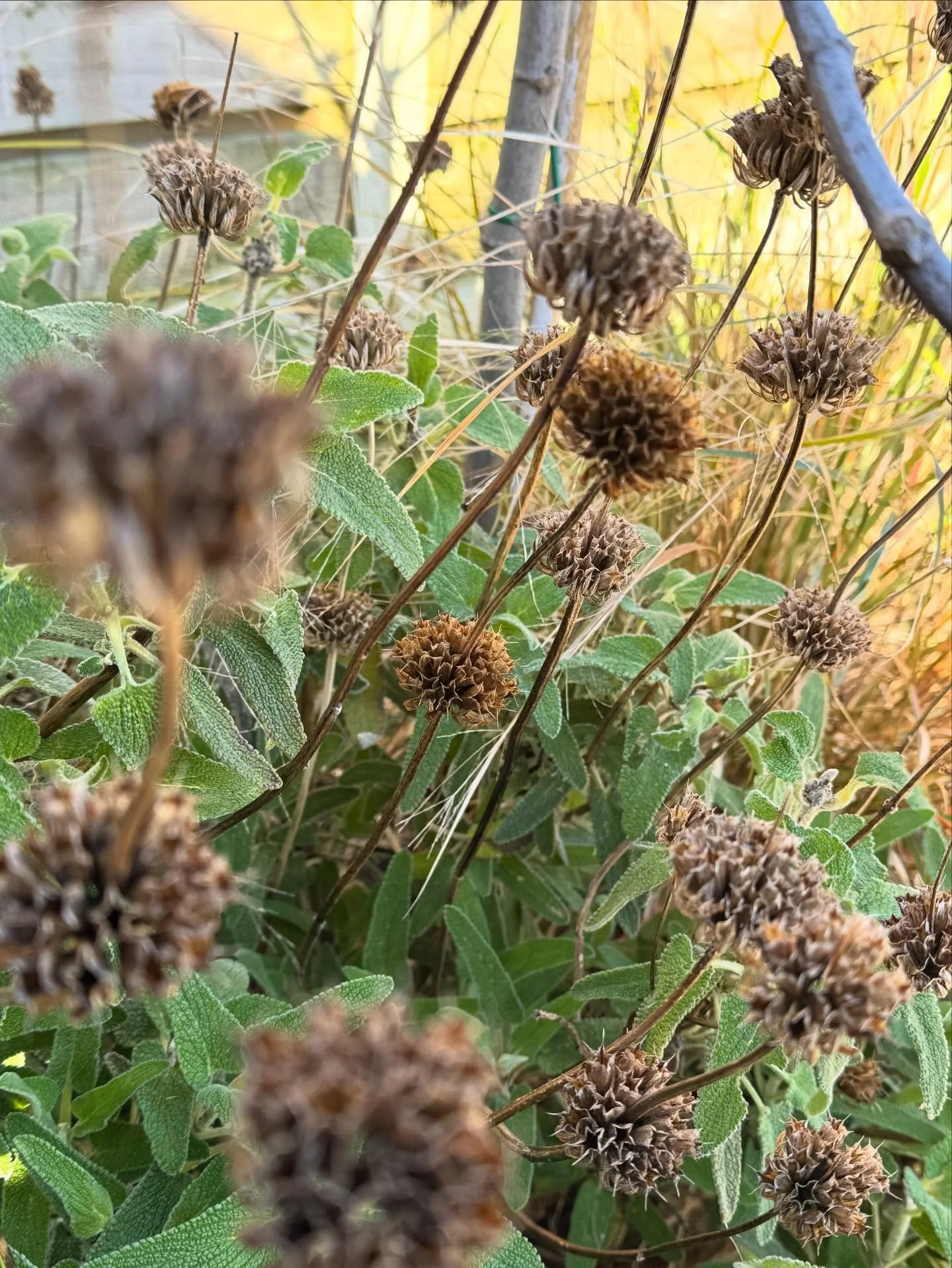 As much as I have enjoyed the seed heads in my garden through the winter, now that I cut them back it is filling me with optimism that spring might be here ☀️ 🌱