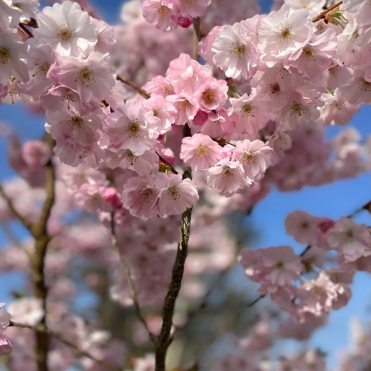 The past week has certainly brought a feeling of Spring, all of a sudden the days feel longer and colour is returning to our gardens, parks and landscapes. 

Photographs of Prunus blossom, Willow and Magnolia. Pretty shades of pink and a green flurry