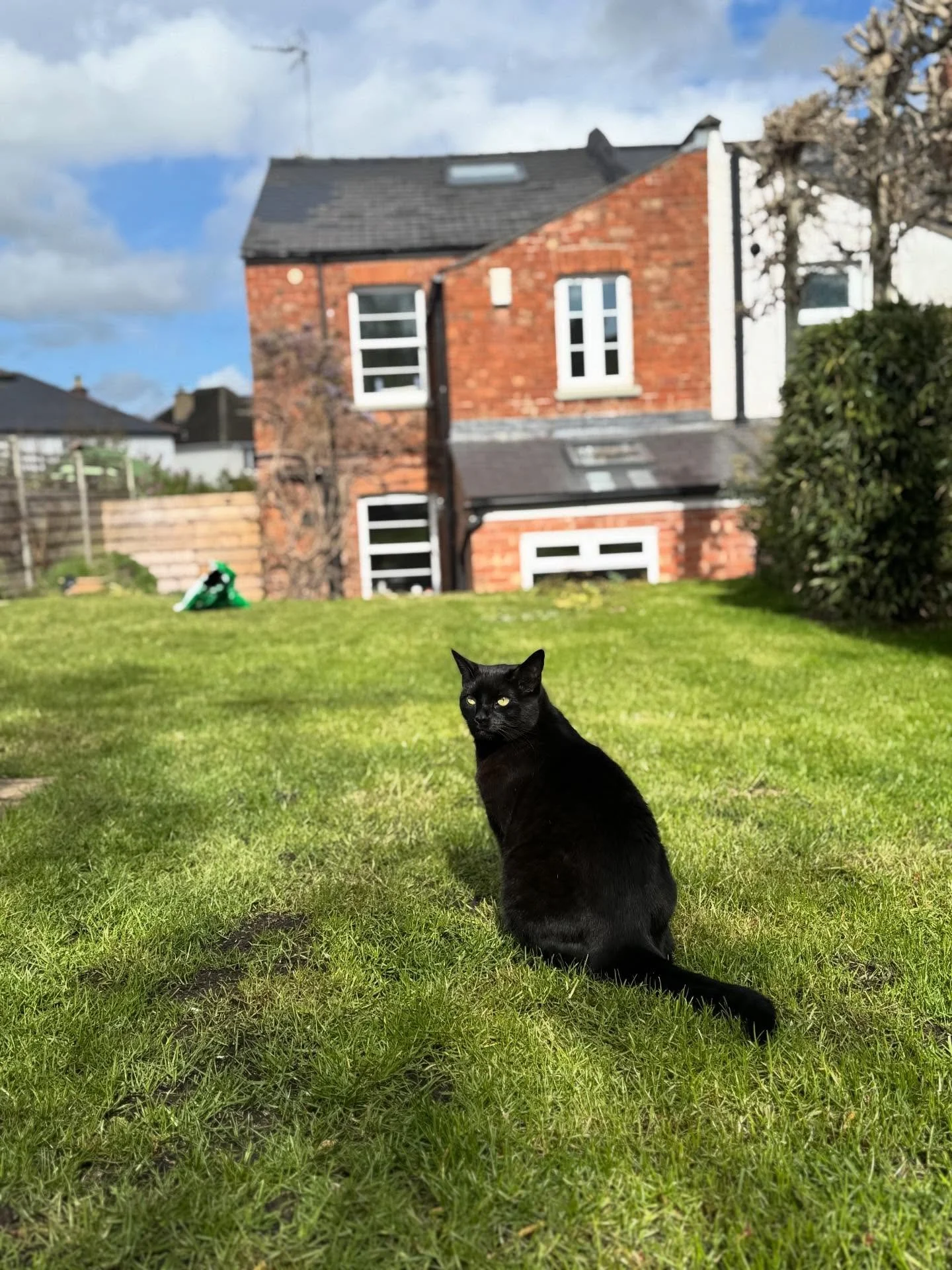 Monty may have his Golden Retrievers but Catrin has her Kenny 🐈&zwj;⬛