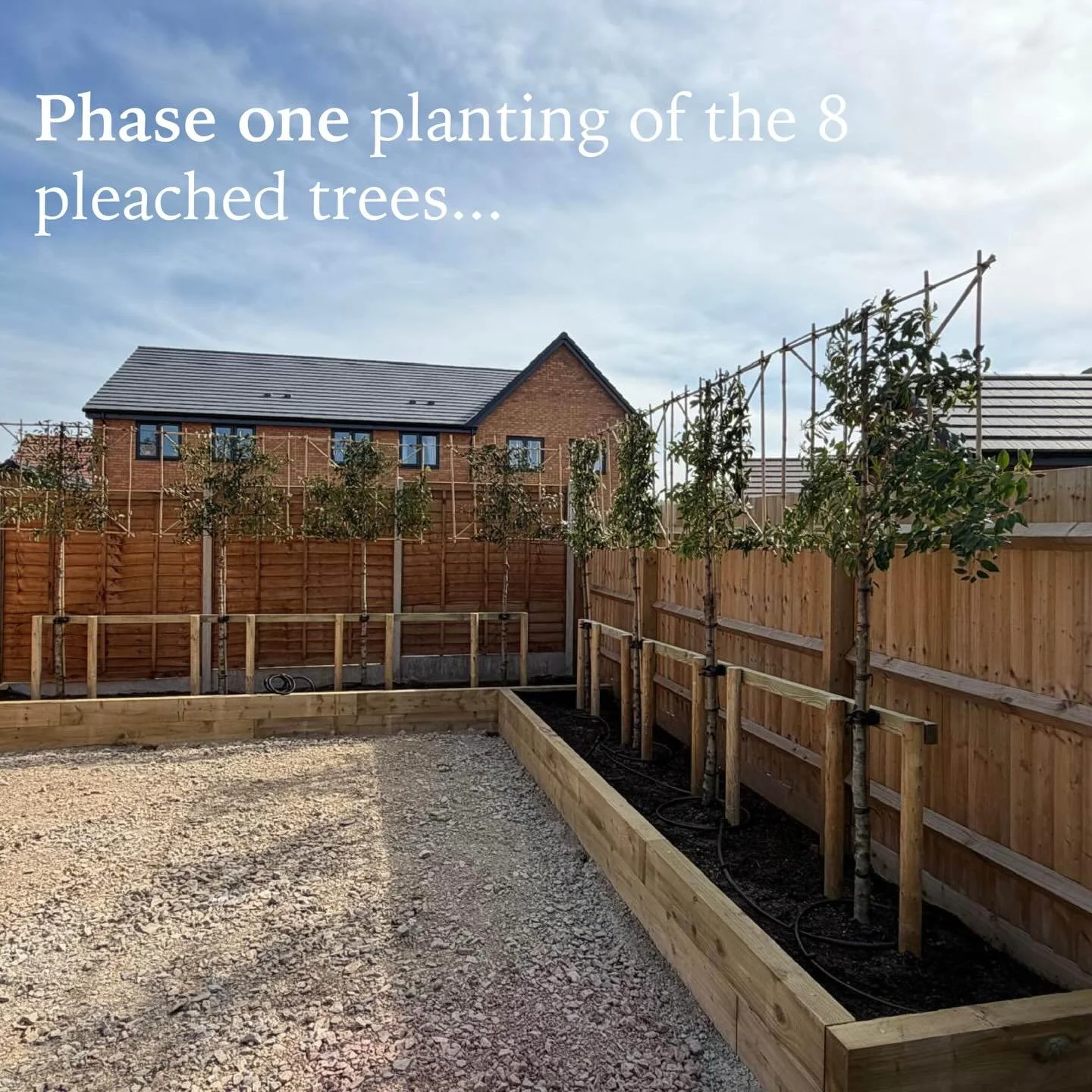 Broadleaf onsite progress 🪏 
It was great to be onsite last week with @chris_hughes_gardens planting the 8 pleached Prunus L. Angustifolia (Portuguese Laurel). They are such a valuable addition to the garden and will soon flourish within their new b