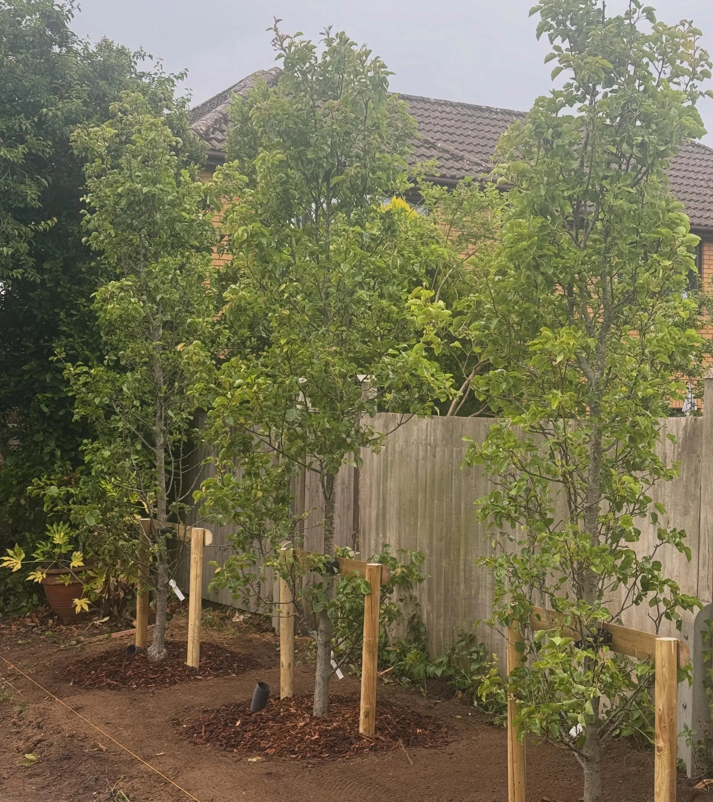 Yesterday marked the start of the garden build for The Avenue with the 3 feathered Pyrus calleryana &lsquo;Chanticleer&rsquo; being planted. Setting out has started for the pool and I am finalising material specifications with the client. 

Thank you
