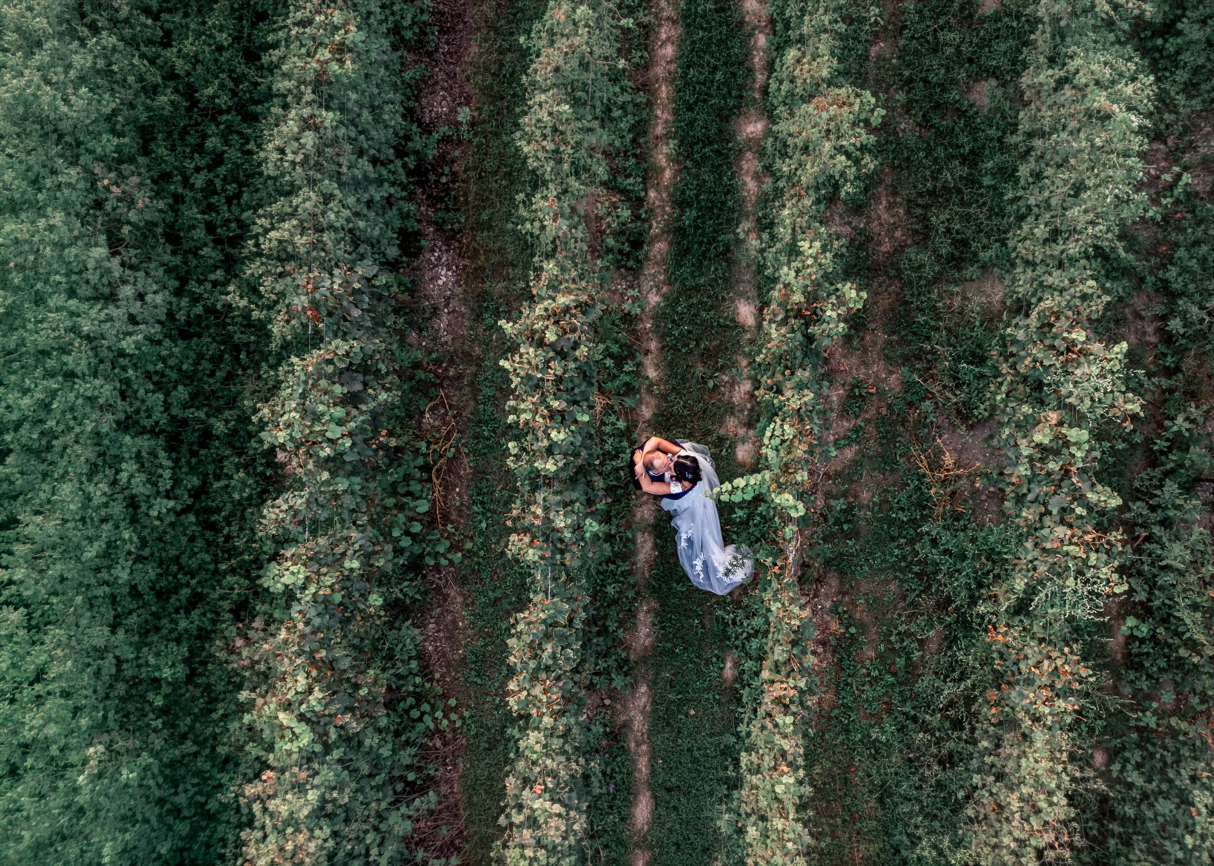 A bride and groom embrace in a vineyard with lush green rows of grapevines and dirt paths.