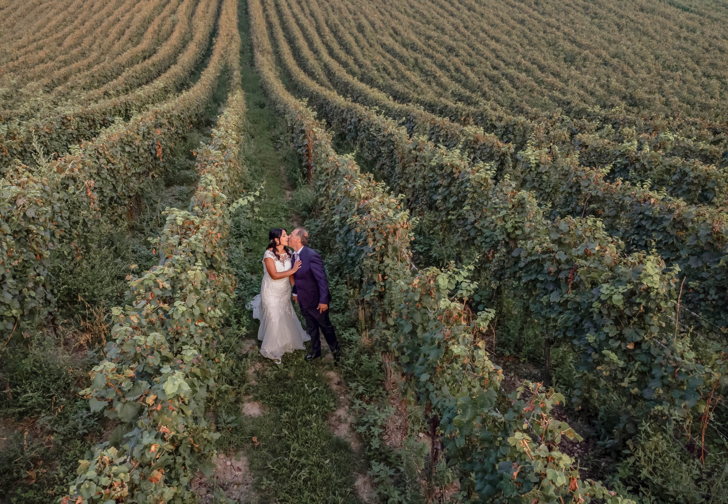 A bride and groom kissing in a vineyard on their wedding day, surrounded by rows of grapevines.