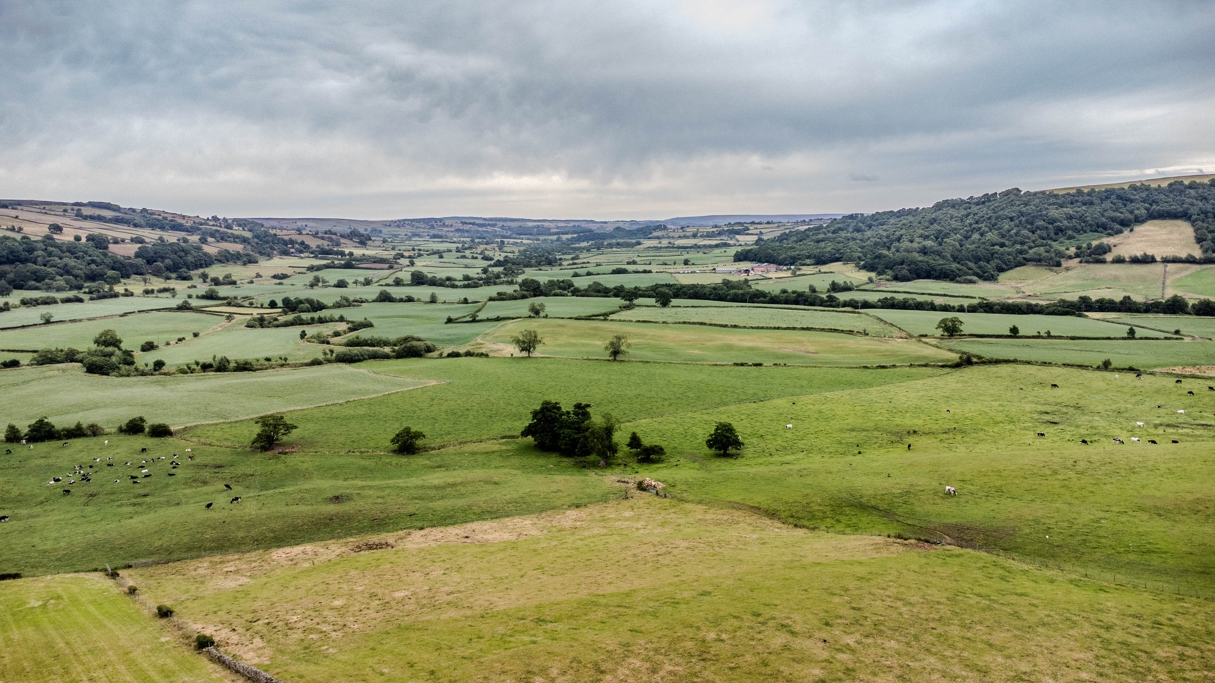 A scenic view of a pastoral landscape with rolling green fields, scattered trees, and some grazing cows under a cloudy sky.