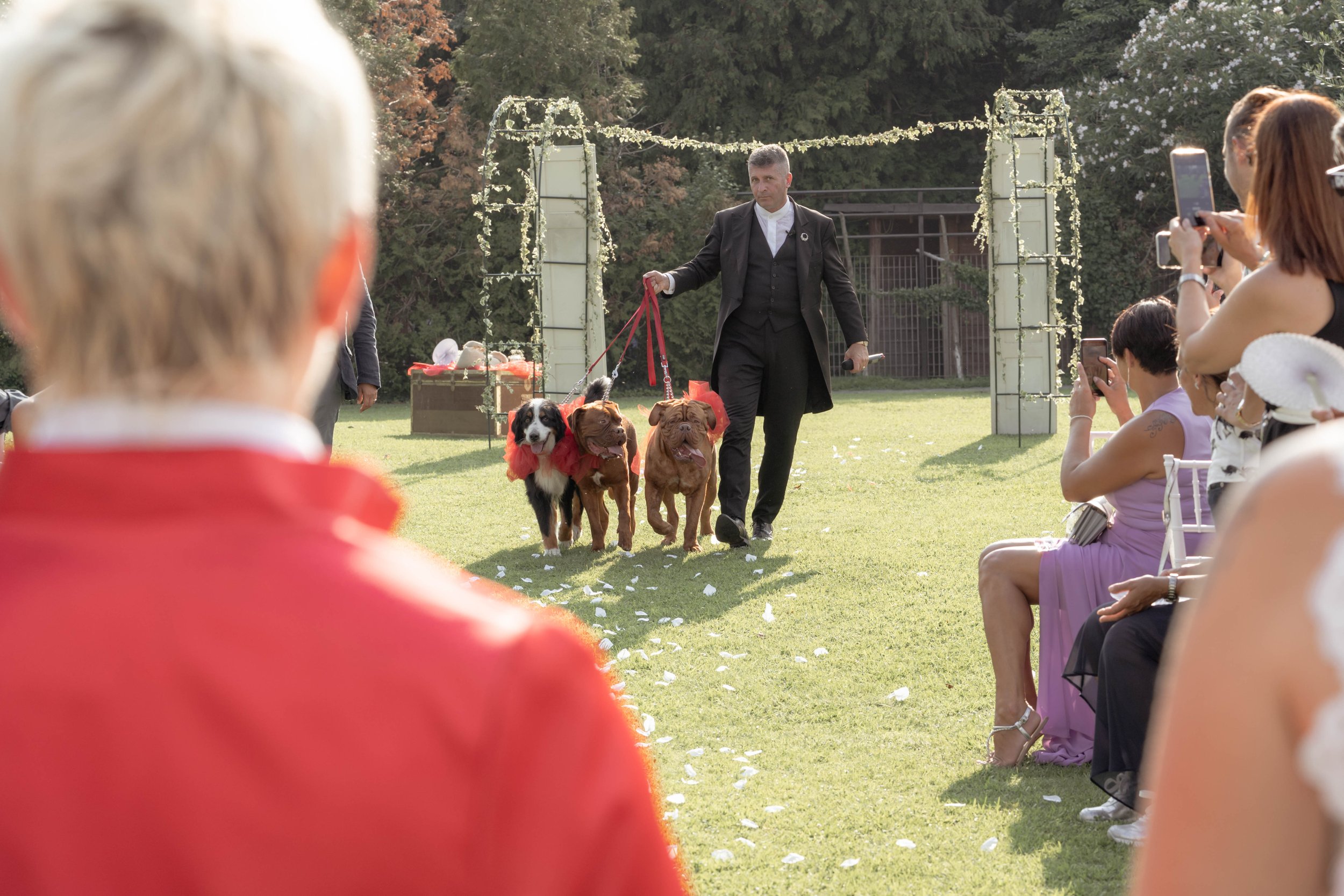 Man in suit holding leashes of three dogs during outdoor wedding ceremony with guests seated and taking photos.