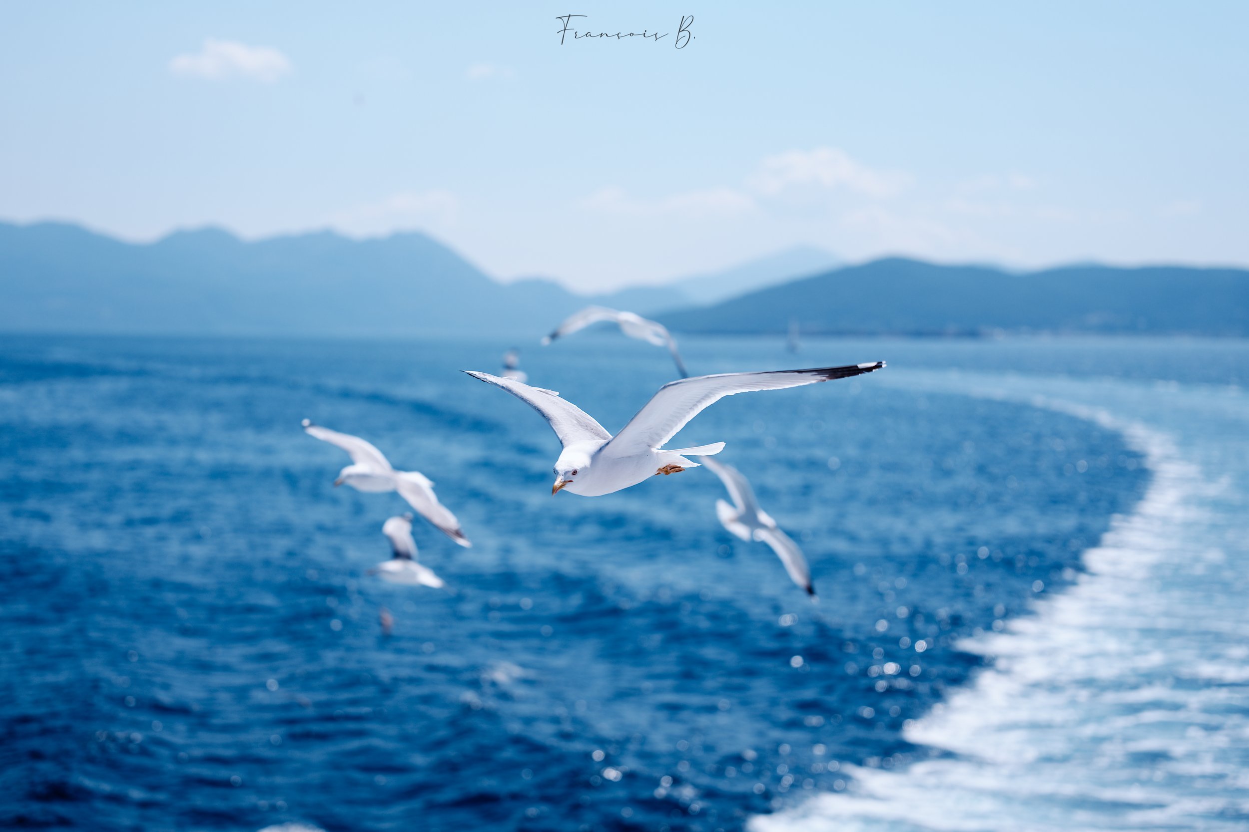 Les Mouettes