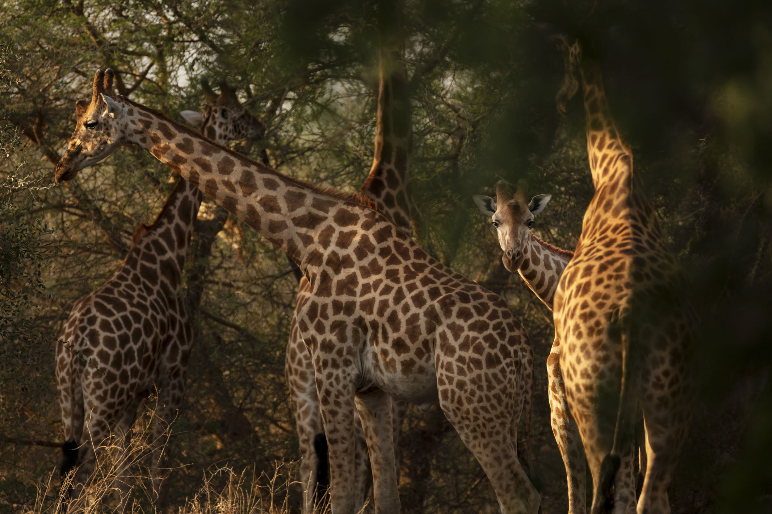 ZAKOUMA, CHAD, MARCH 2019: Endangered Kordofan Giraffe seen around an open plain and small water hole inside Zakouma National Park. This parks holds more then half of the global population of endangered Kordofan giraffe. Zakouma National Park is a 1