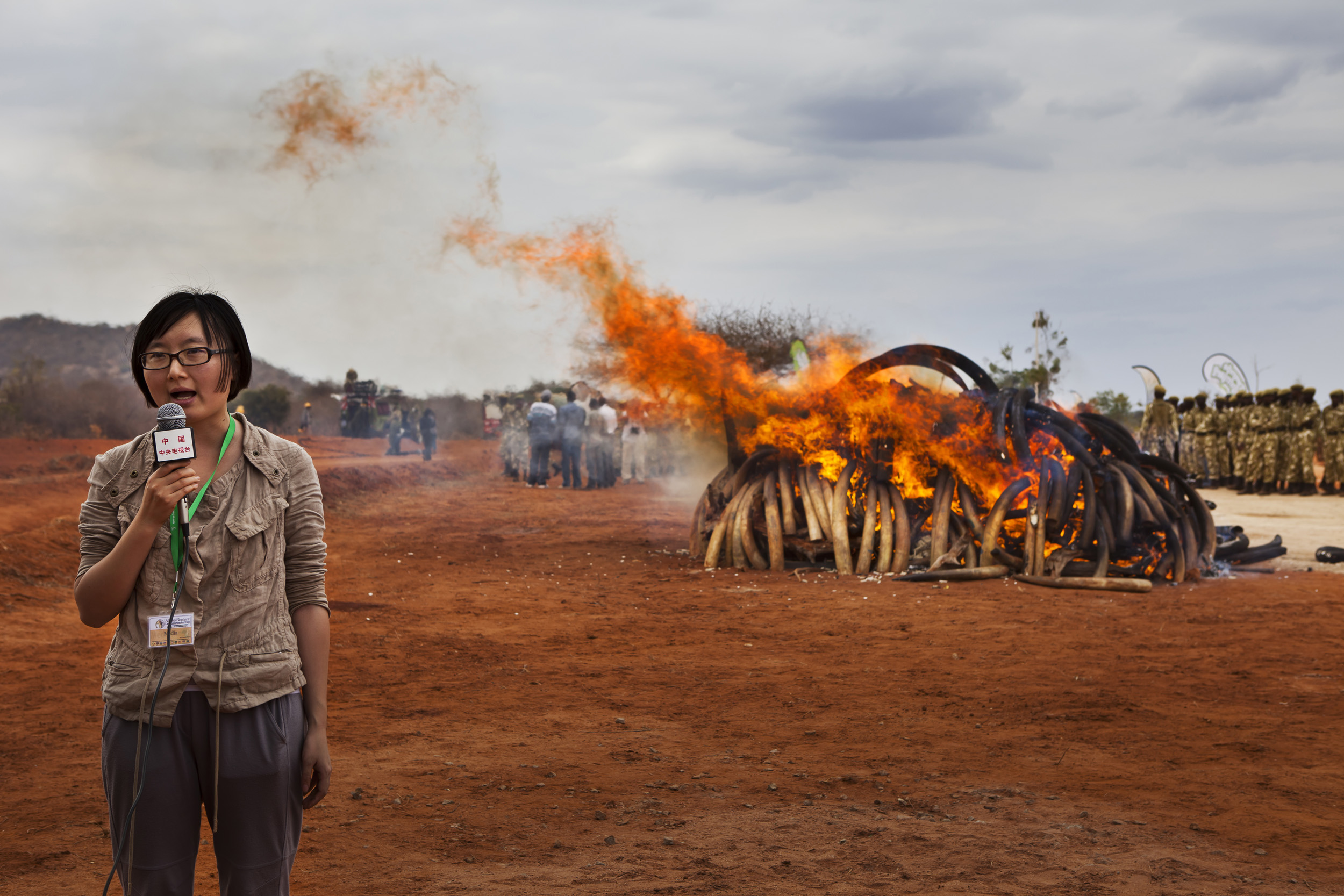 MANYANI, TSAVO, KENYA, JULY 2011: The burning of 5 tons of trafficked Ivory recovered from a seizure in Singapore in 2002, Manyani, Tsavo, Kenya, 20 July 2011. The ivory burnt here was originally from Malawi and Zambia, 5 tons of the original 6.4 to