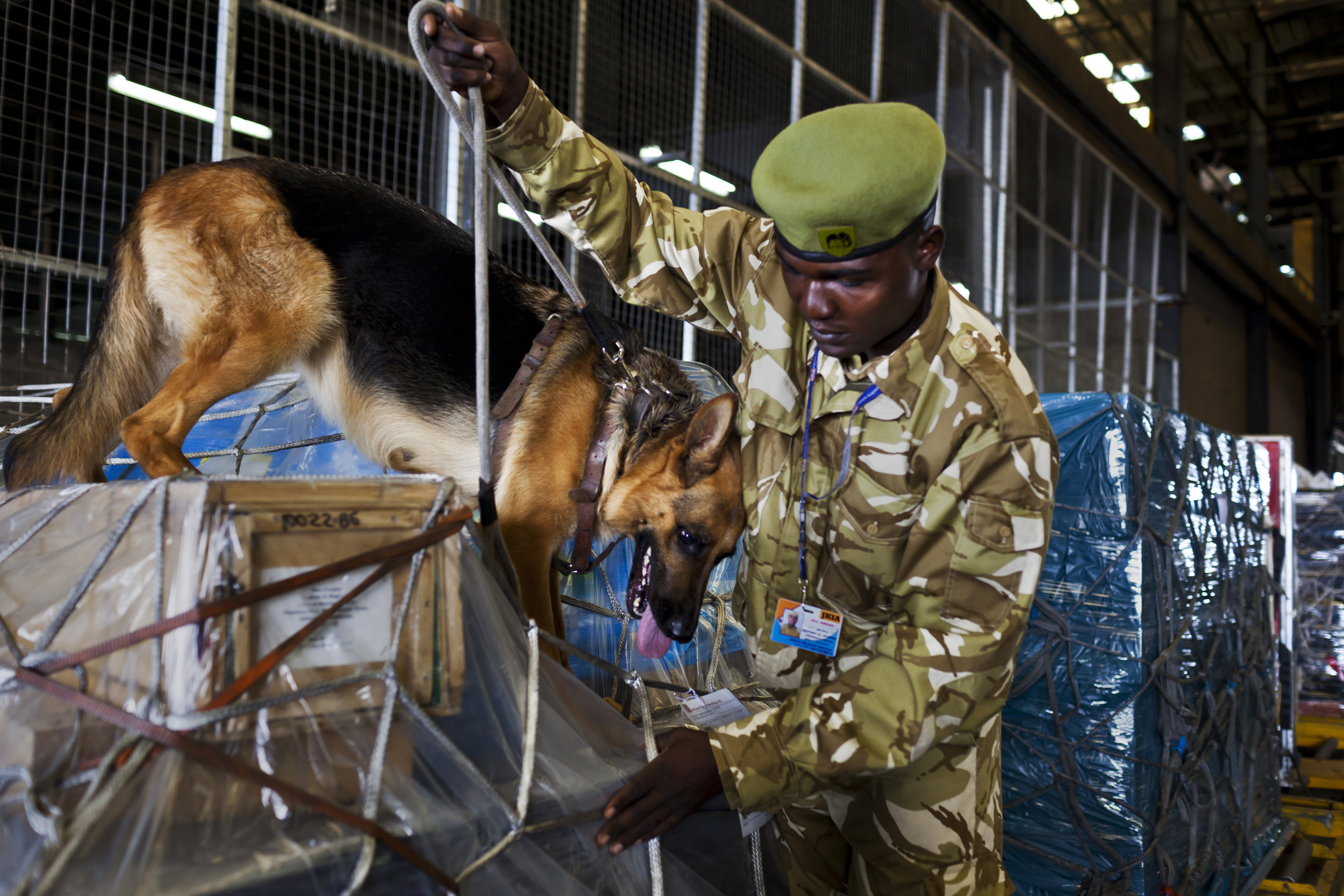 NAIROBI, KENYA, MAY 2011: Canine Handler Antony Otieno of the Kenya Wildlife Service Canine Sniffer Dog unit and his dog Tina conduct a routine search of a warehouse in Kenya's Jomo Kenyatta International Airport, Kenya, May 25 2011. Tina has been s