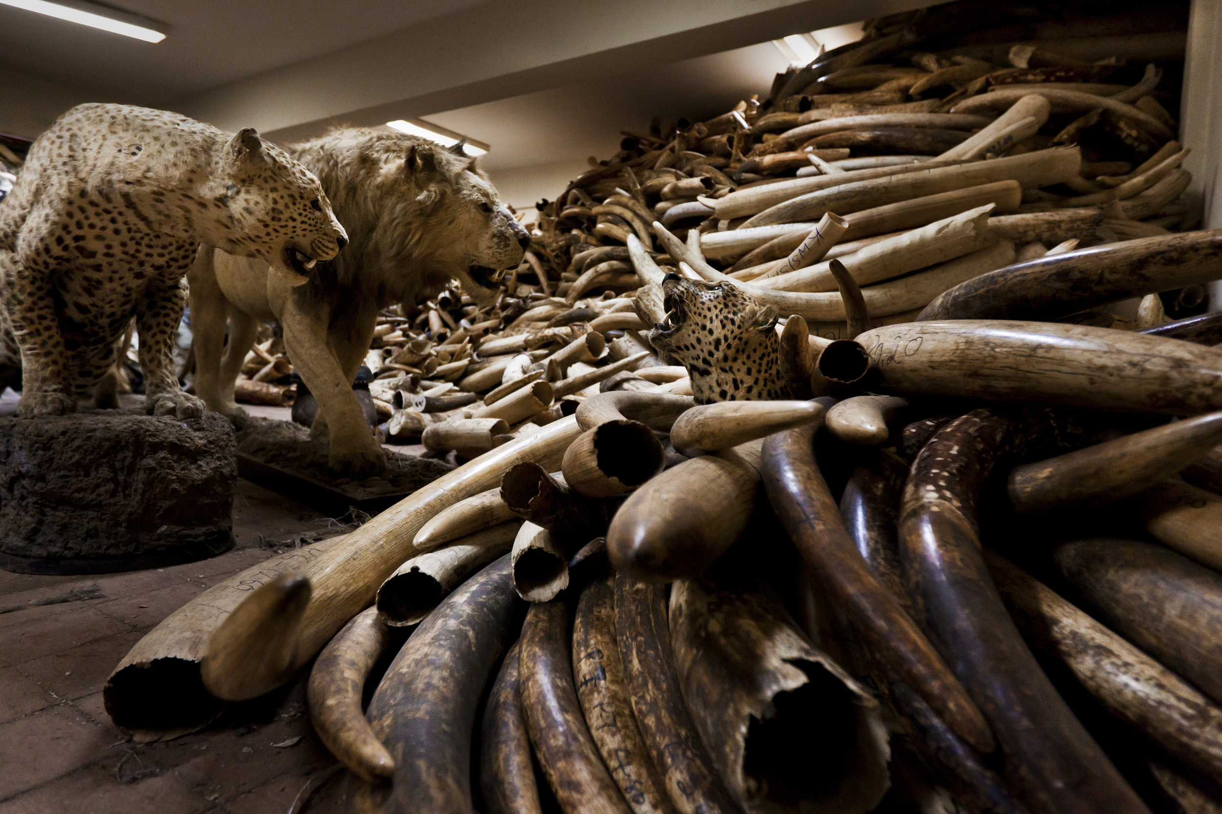 NAIROBI, KENYA, JULY 2011: Inside the Ivory strongroom underneath the Kenya Wildlife Service HQ in Nairobi, Kenya, July 29, 2011. According to the Director of KWS, Julius Kipnegitch, they have around 65 tons of Ivory in storage, some from illegal iv