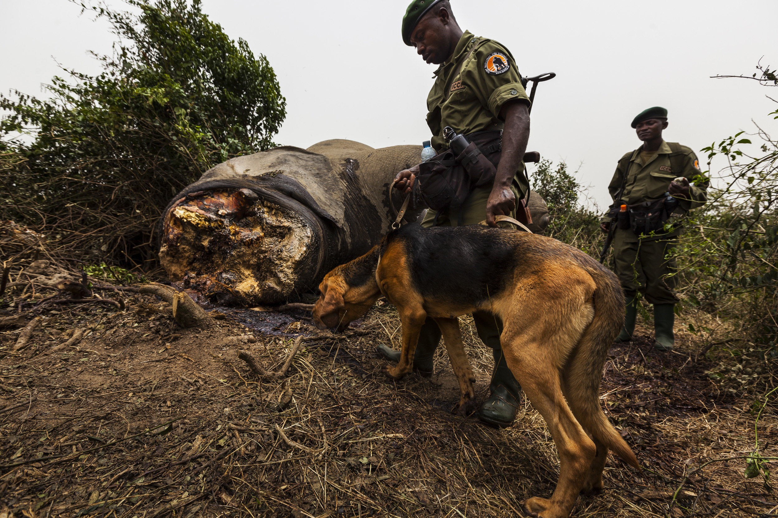 LULIMBI, EASTERN DRC, FEBRUARY 2012: ICCN Conservation Rangers deploy young bloodhounds for the first time in Virunga to investigate the corpse of a recently killed sub-adult male elephant in Lulimbi, Eastern DRC, February 29, 2012. The elephant had