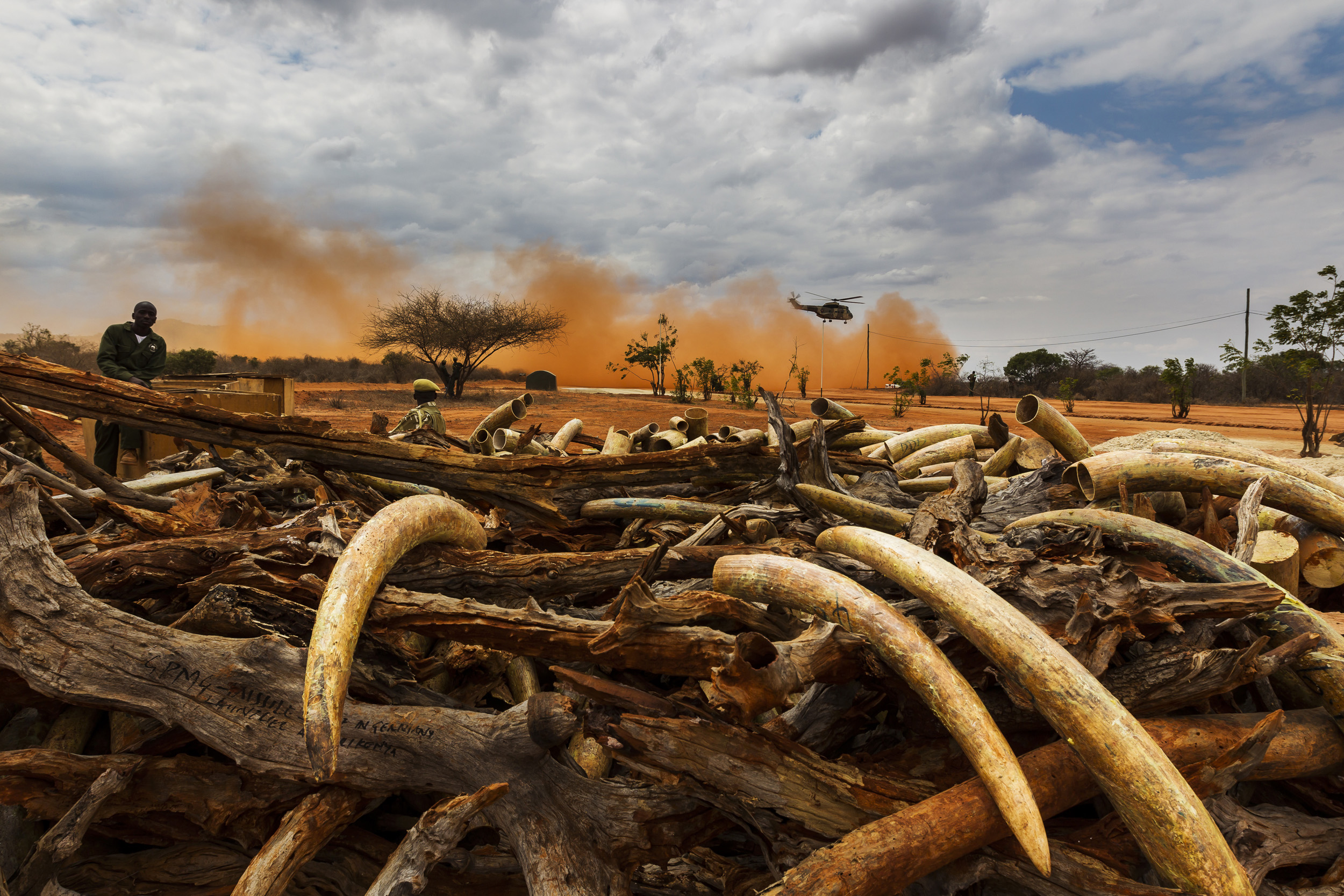 MANYANI, TSAVO, KENYA, JULY 2011: The preparation for the burning of 5 tons of trafficked Ivory recovered from a seizure in Singapore in 2002, Manyani, Tsavo, Kenya, 20 July 2011. The ivory to be burnt is originally from Malawi and Zambia, 5 tons of