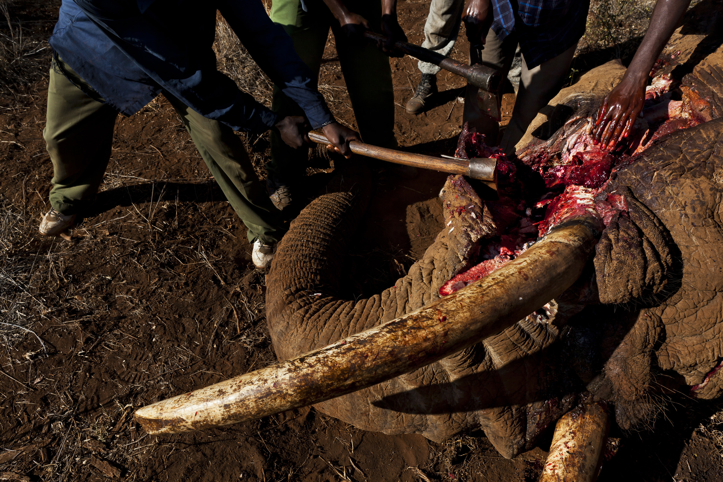 AMBOSELI, KENYA, MAY 2011: Undercover Kenya Wildlife Services Ranger detusk a bull elephant killed by a spear in the Amboseli ecosystem in the shadow of Amboseli, Kenya, May 29, 2011. The elephant was killed by a single spear stroke close to the sp