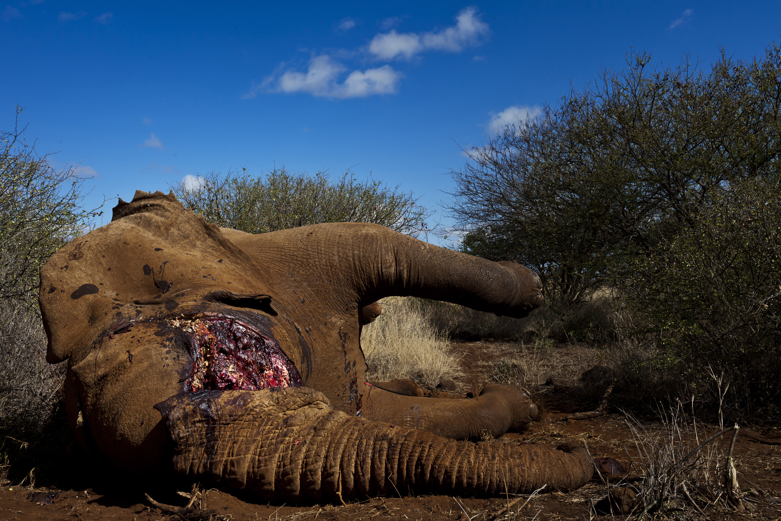 AMBOSELI, KENYA, MAY 2011: Undercover Kenya Wildlife Services Ranger detusk a bull elephant killed by a spear in the Amboseli ecosystem in the shadow of Amboseli, Kenya, May 29, 2011. The elephant was killed by a single spear stroke close to the sp