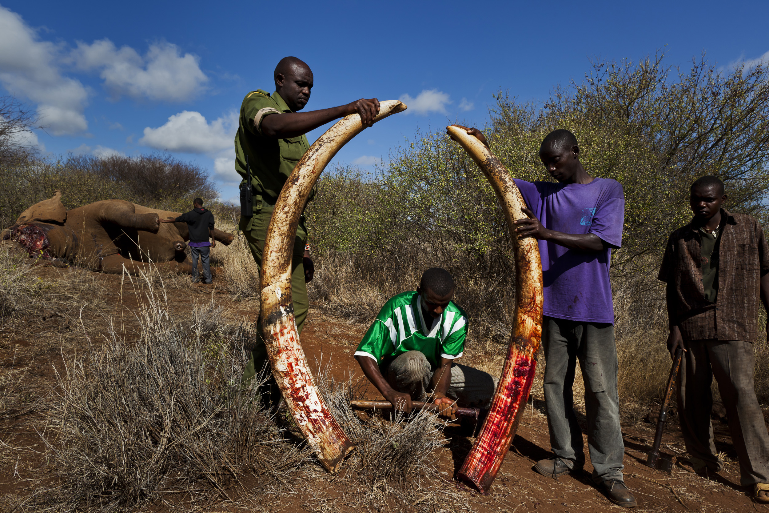 AMBOSELI, KENYA, MAY 2011: Undercover Kenya Wildlife Services Ranger detusk a bull elephant killed by a spear in the Amboseli ecosystem in the shadow of Amboseli, Kenya, May 29, 2011. The elephant was killed by a single spear stroke close to the sp