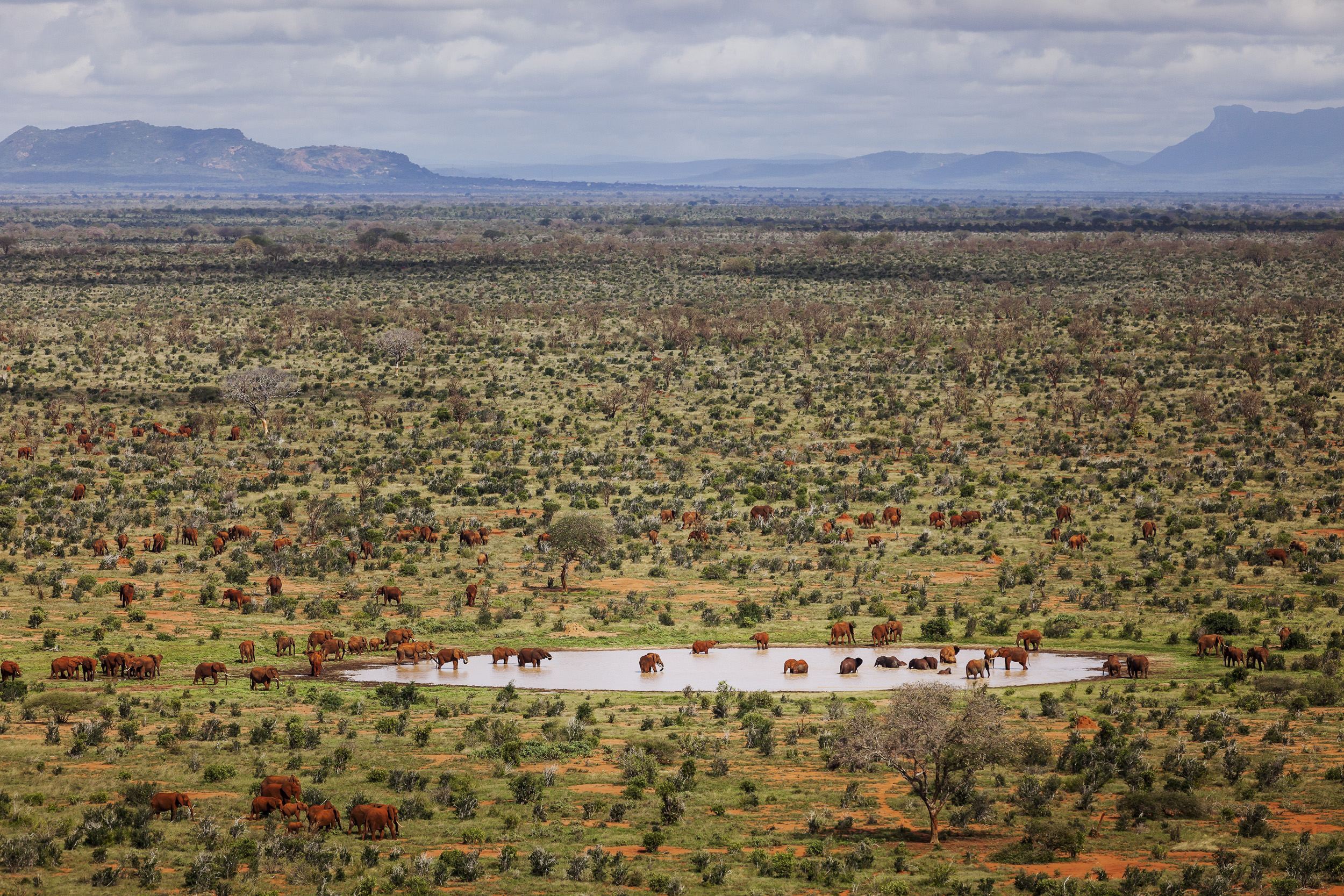 TSAVO EAST, KENYA, MAY 2011: Images of some of the last of the great Elephant tuskers in Africa, taken in Tsavo Eastm 18 May, 2011. Massive elephant poaching in recent years has seen most of the mature bull elephant population of African countries d
