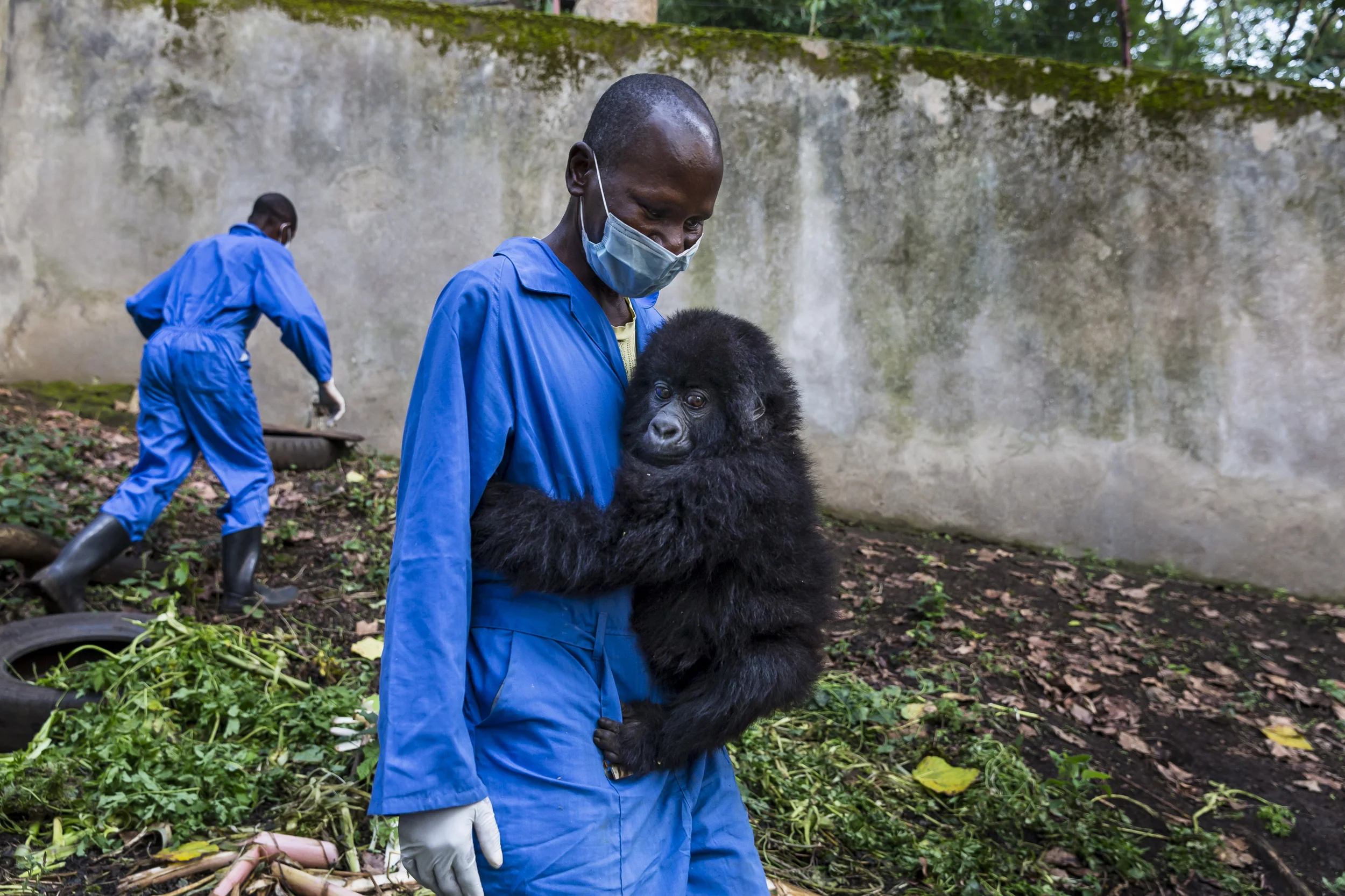 RUMANGABO, VIRUNGA, DEMOCRATIC REPUBLIC OF CONGO, 7 AUGUST 20013: New Mountan gorilla orphan Ihirwe clings to her caretaker at Senkekwe Mountain Gorilla Orphanage at ICCN headquarters, Rumangabo, DRC, 7 August 2013. It is suspected that this orphan