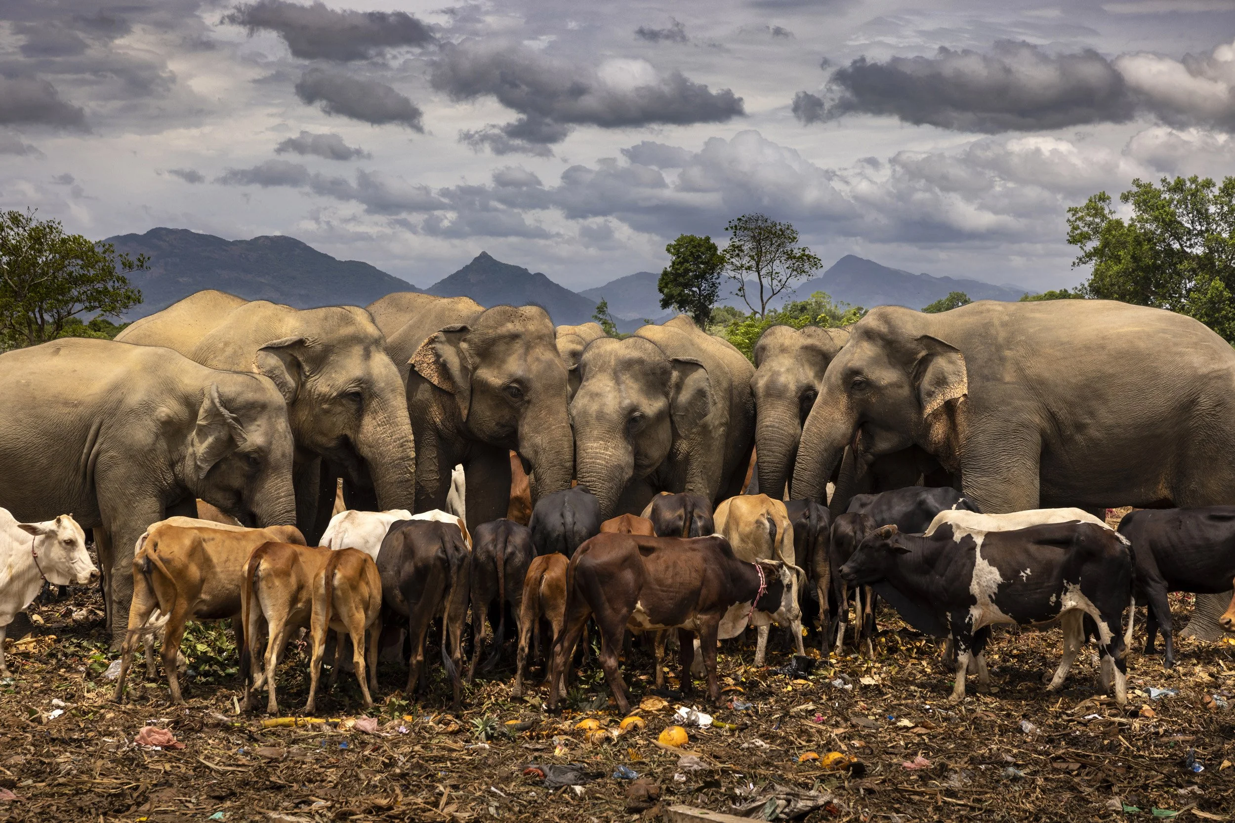 DAMBULLA DUMP SITE, HABARANA, SRI LANKA, 4TH JULY 2022: A bachelor herd of wild elelphants from nearby Minneriya and Kaudulla National Parks are seen in Dambulla dump scavenging for fruit and vegetables that have been thrown away. This dump has exis