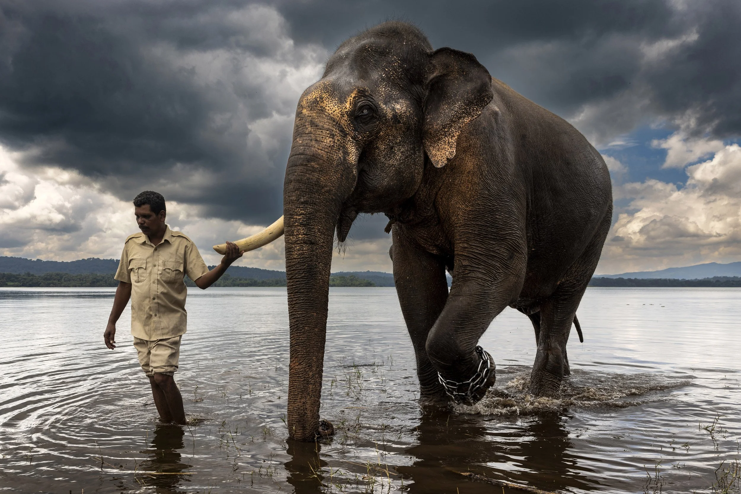 HARANGI ELEPHANT CAMP, KARNATAKA, INDIA, 21st October 2022: Experienced elephant mahout JS Raju guides blind elephant Ekadantha into the water to be bathed. This elephant will often hesitate, lifting his foot until he receives reassurance it is safe