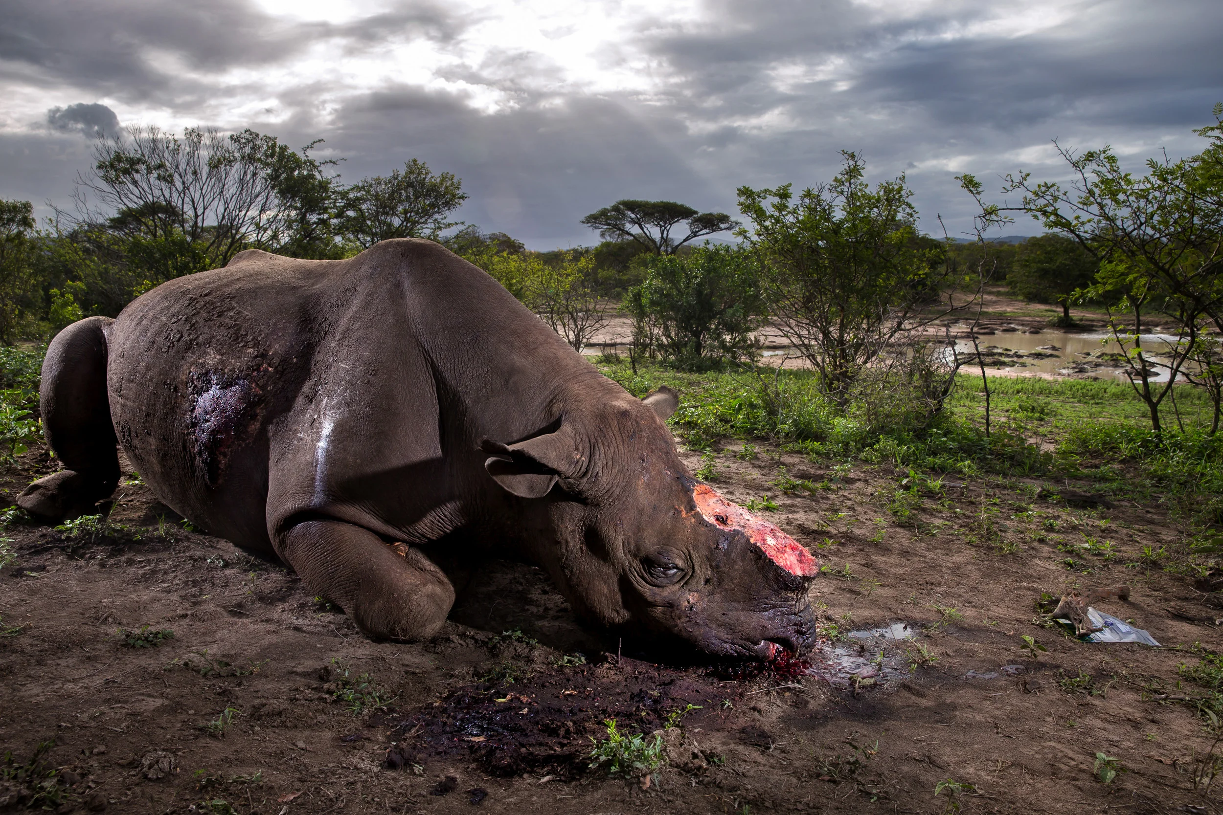 Rhino Wars
This photo essay attempts to look at the environmental crisis caused by Asia’s appetite for Rhino horn. The horn is part of an ancient Asian medical system and today is seen as a curative for everything from Cancer to Kidney stones. Esse