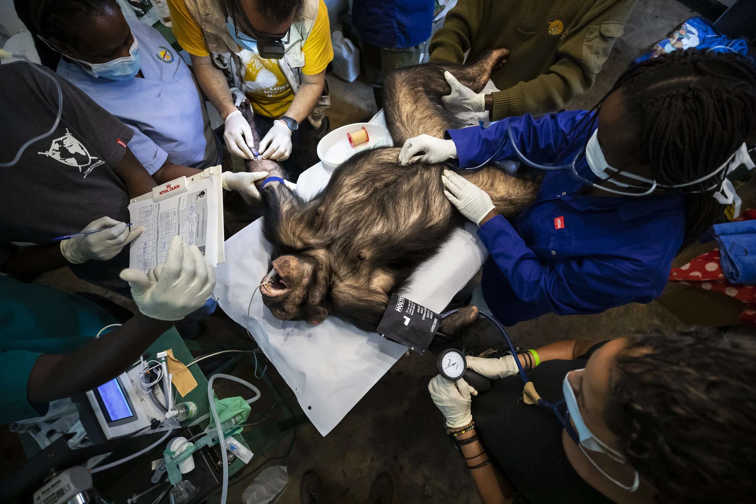LWIRO, EASTERN DEMOCRATIC REPUBLIC OF CONGO, 22 NOVEMBER 2019: Itsaso Velez Del Burgo is seen with Luis Flores, a veterinarian for Gorilla Doctors and vets rom the Jane Goodall institute who are learning from Luis. They are performing health checks