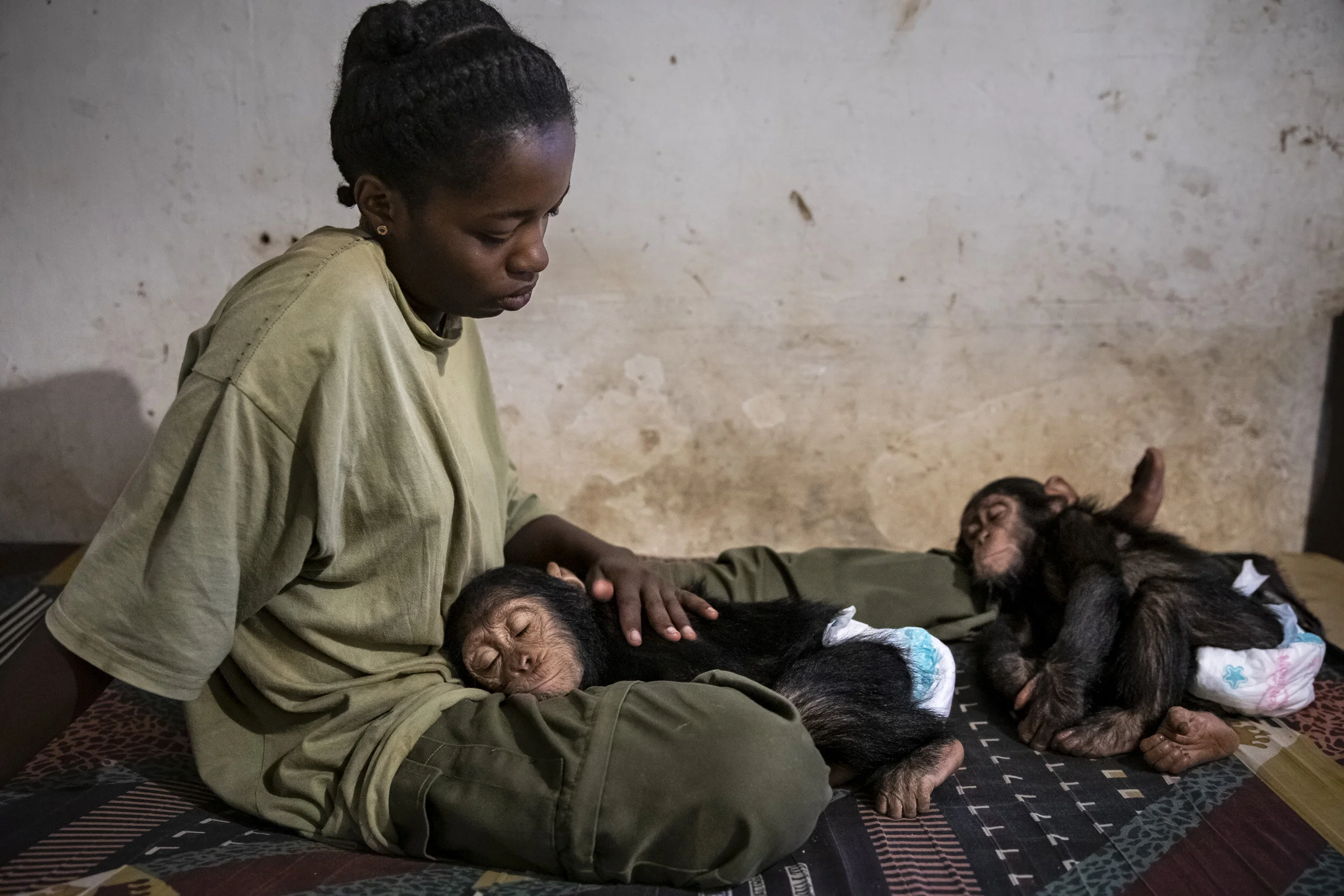 LWIRO, EASTERN DEMOCRATIC REPUBLIC OF CONGO, 22 NOVEMBER 2019: One of the caregivers at Lwiro Chimpanzee rescue center and sanctuary is seen with two recently rescued baby chimps who are recovering after being anesthatized for their comprehensive he