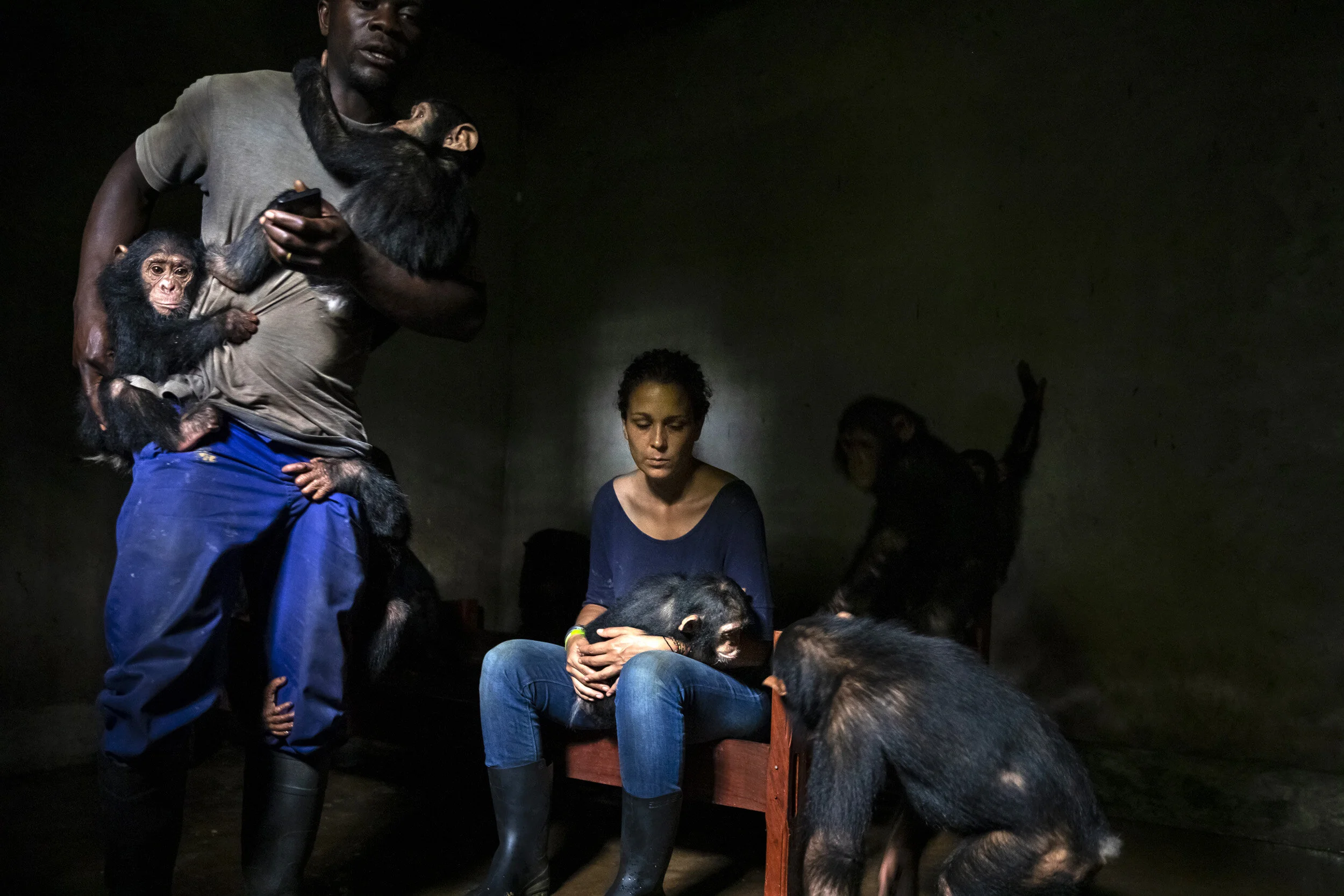 LWIRO, EASTERN DEMOCRATIC REPUBLIC OF CONGO, 25 NOVEMBER 2019: Itsazo, the director at the Lwiro Chimpanzee rescue and sanctuary center, introduce two new rescued baby chimps into the juvenile enclosure at the center. Itsazo is careful to introduce