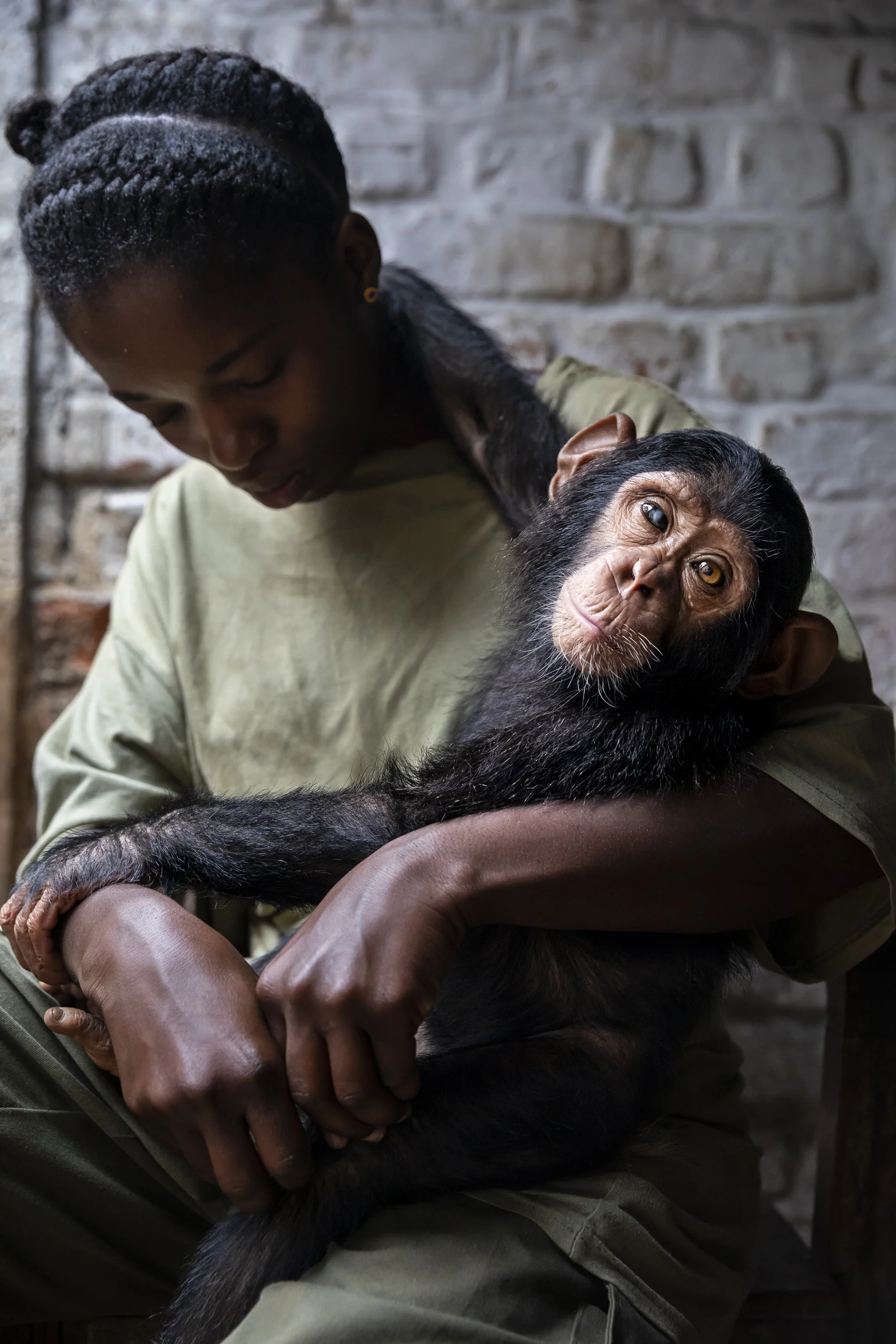 LWIRO, EASTERN DEMOCRATIC REPUBLIC OF CONGO, 22 NOVEMBER 2019: Itsaso Velez Del Burgo is one of two women currently running Lwiro Chimpanzee rescue center and sanctuary. She is seen with two recently rescued baby chimps who are recovering after bei