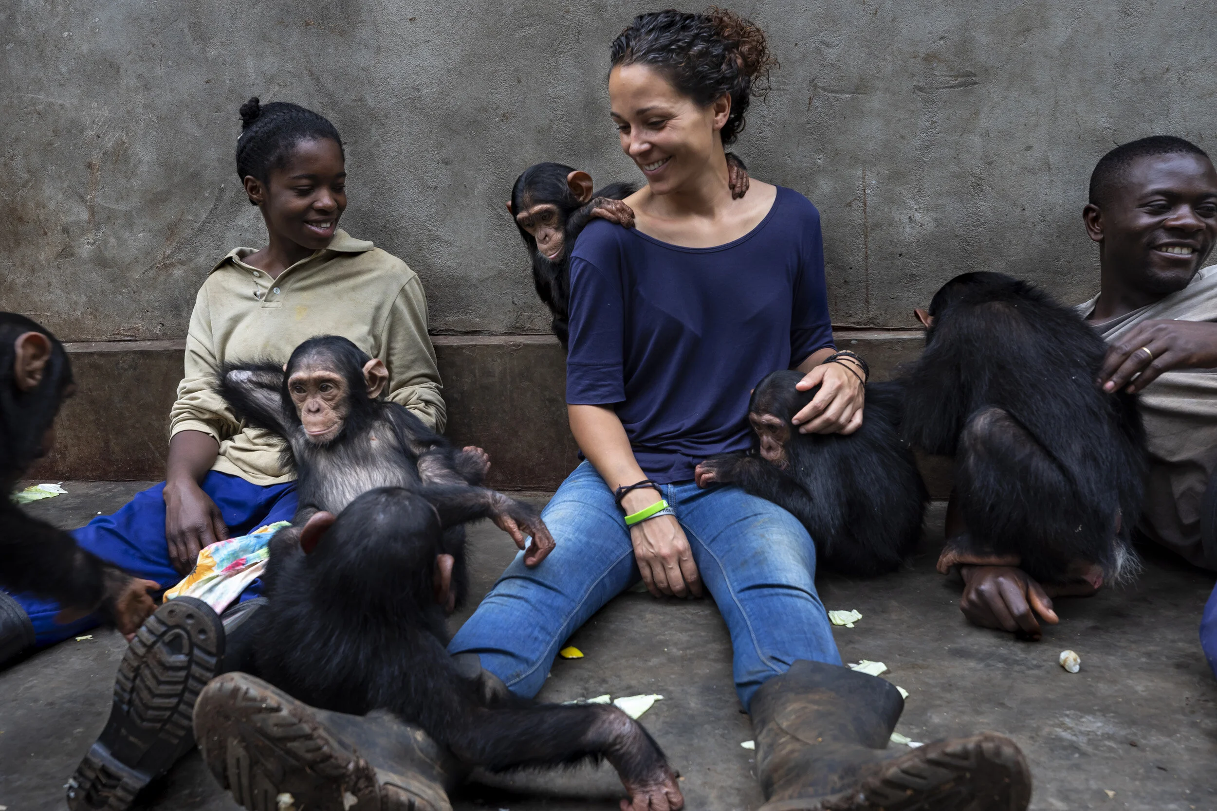 LWIRO, EASTERN DEMOCRATIC REPUBLIC OF CONGO, 25 NOVEMBER 2019: Itsazo, the director at the Lwiro Chimpanzee rescue and sanctuary center, introduce two new rescued baby chimps into the juvenile enclosure at the center. Itsazo is careful to introduce