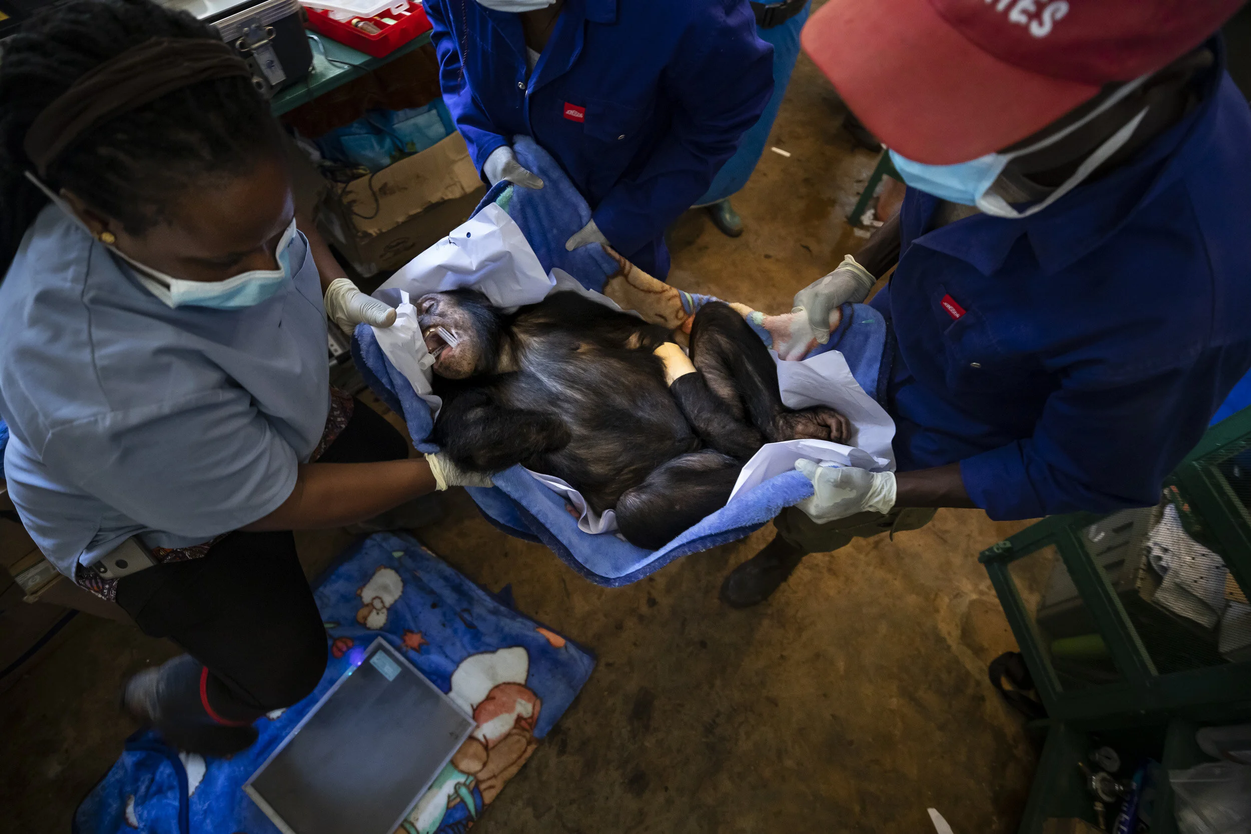LWIRO, EASTERN DEMOCRATIC REPUBLIC OF CONGO, 22 NOVEMBER 2019: Itsaso Velez Del Burgo is seen with Luis Flores, a veterinarian for Gorilla Doctors and vets rom the Jane Goodall institute who are learning from Luis. They are performing health checks