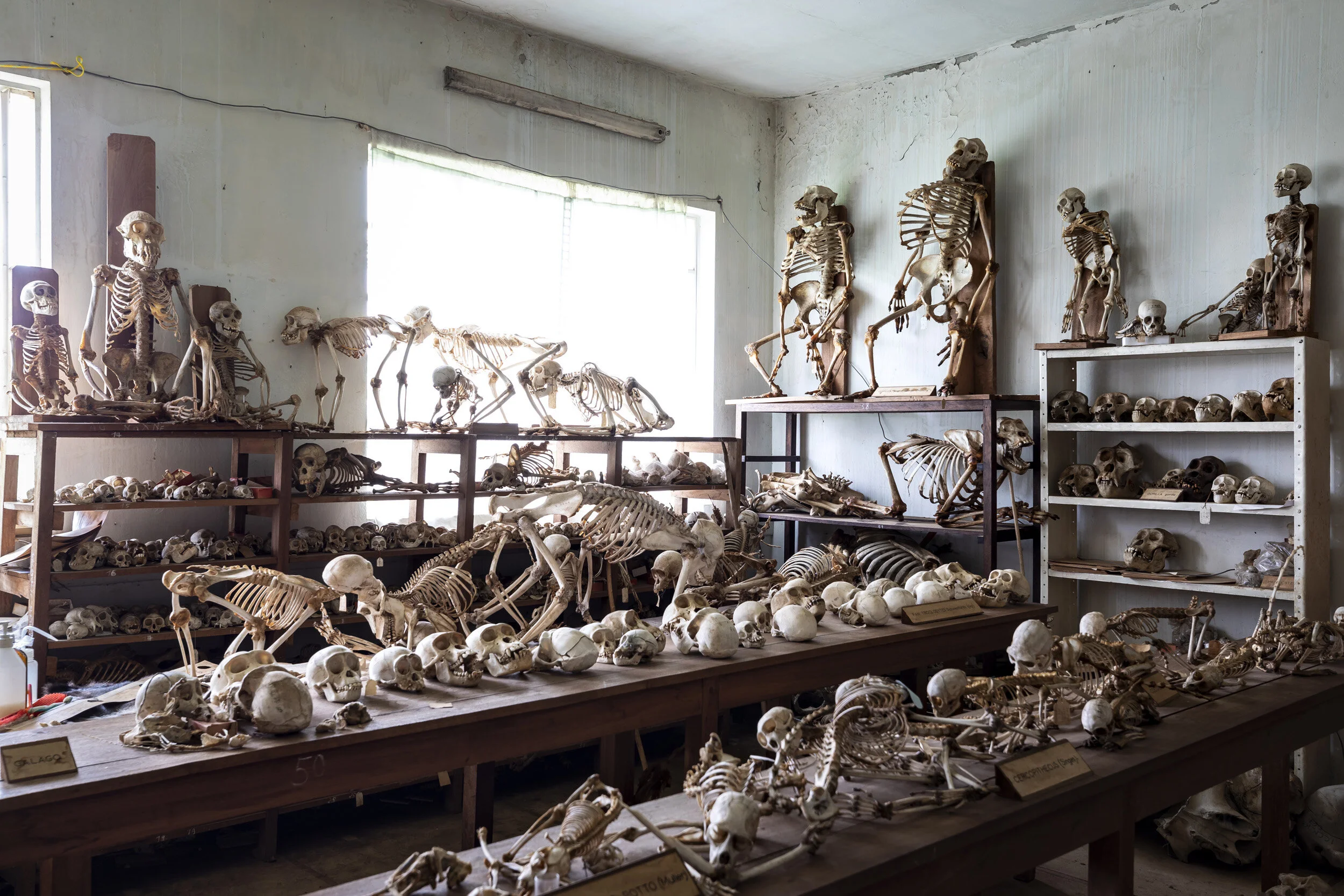 LWIRO, EASTERN DEMOCRATIC REPUBLIC OF CONGO, 28 NOVEMBER 2019: Scenes from the Gorilla and Chimpanzee room at the Center for Scientific Research into the Natural Sciences, Lwiro. This center was opened by the Belgians and has remained largely unchan