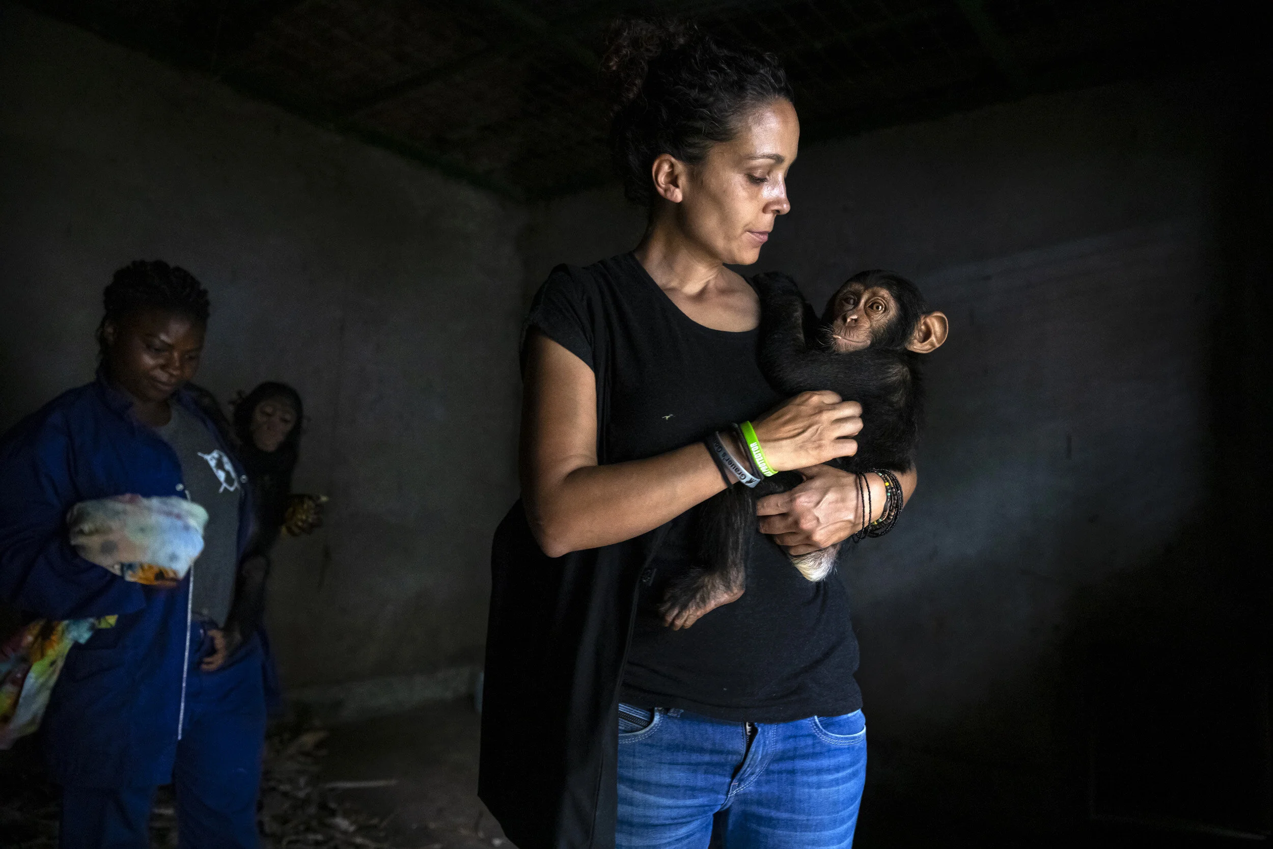 LWIRO, EASTERN DEMOCRATIC REPUBLIC OF CONGO, 22 NOVEMBER 2019: Itsaso Velez Del Burgo is one of two women currently running Lwiro Chimpanzee rescue center and sanctuary. She is seen with two recently rescued baby chimps who are recovering after bei