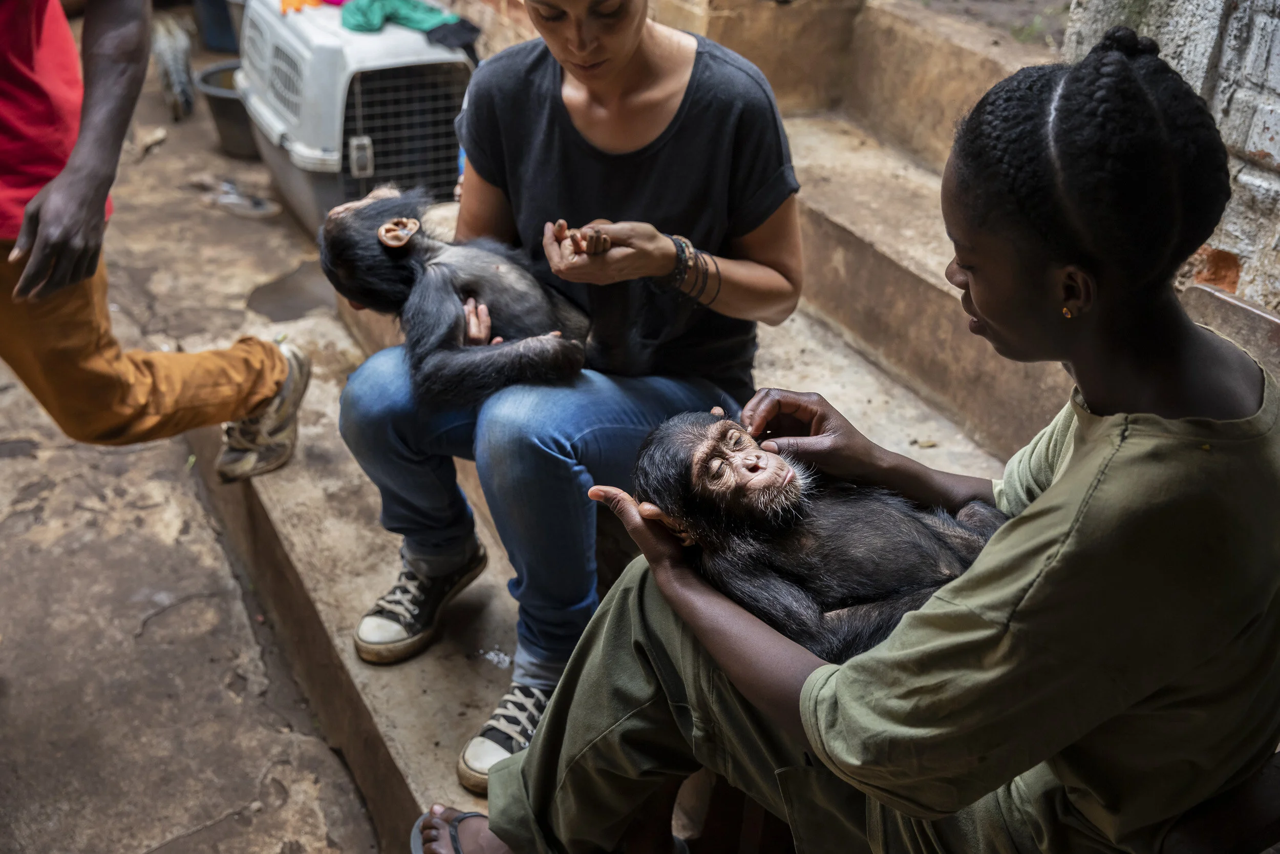 LWIRO, EASTERN DEMOCRATIC REPUBLIC OF CONGO, 22 NOVEMBER 2019: Itsaso Velez Del Burgo is one of two women currently running Lwiro Chimpanzee rescue center and sanctuary. She is seen with two recently rescued baby chimps who are recovering after bei