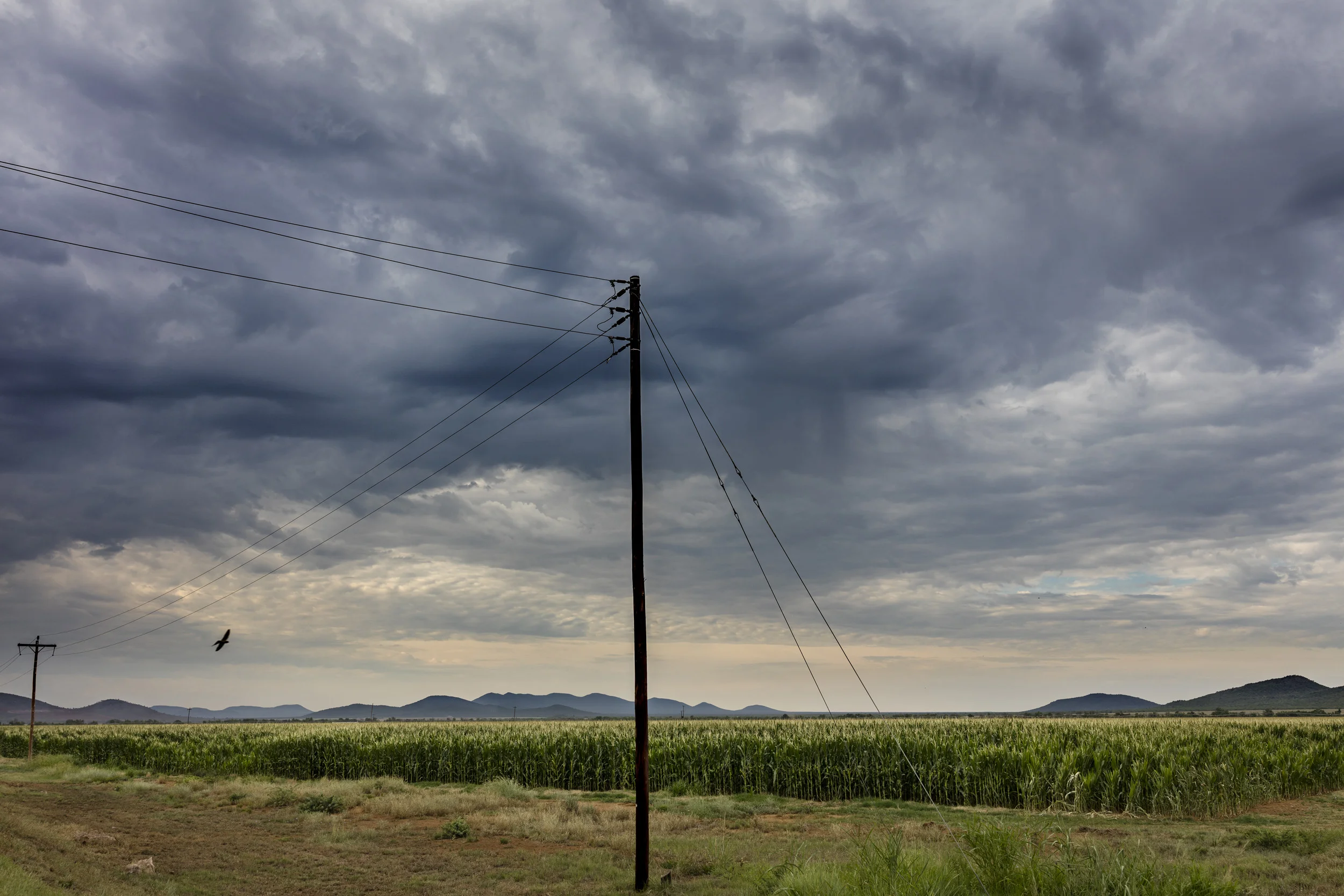 THABAZIMBI, SOUTH AFRICA, 6 DECEMBER 2016: Corn fields at the side of the road in the farming area of Thabazimbi, South Africa. In 1994 there were approximately 105,000 commercial farmers in South Africa, now in 2016 there are just over 30, 000. Mos