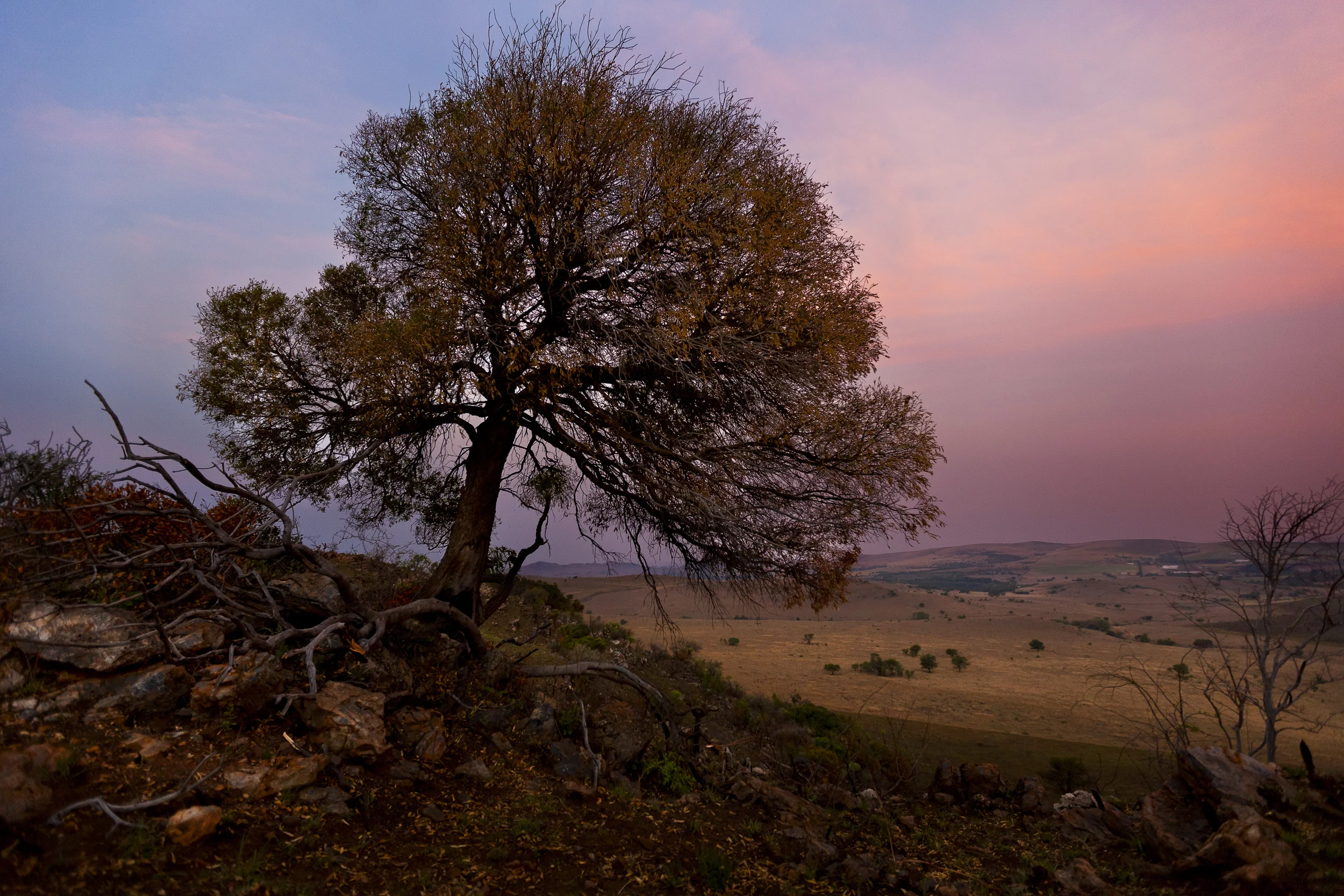 THE CRADLE OF HUMANKIND, GAUTENG, SOUTH AFRICA, OCTOBER 2010: Sunset overlooking trees in the Cradle of Humankind World Heritage Site, Gauteng, South Africa, 10 October 2010. Trees in the Cradle are often an indicator of caves in this area, the tree