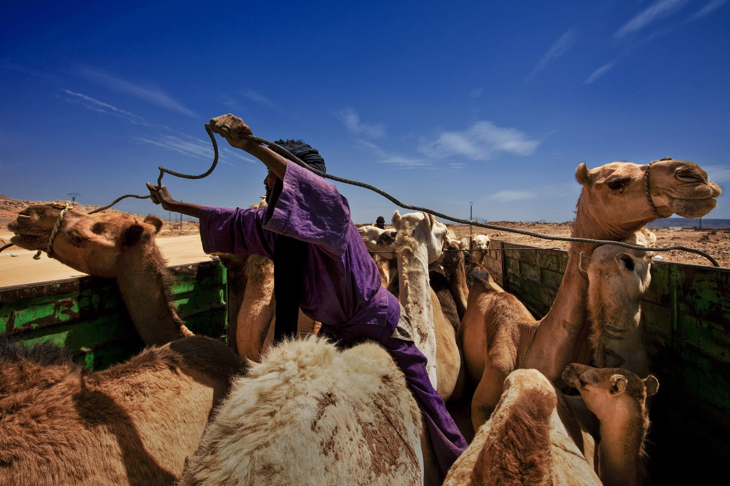 TAMANARANSSET, SOUTHERN ALGERIA, APRIL 2009: Algerian Arabs load camels for sale at the local camel market in Tamanarasset, Southern Algeria, 14th April 2009. The Camel trade used to be a Tuareg business but Arabs have largely taken it over in Taman