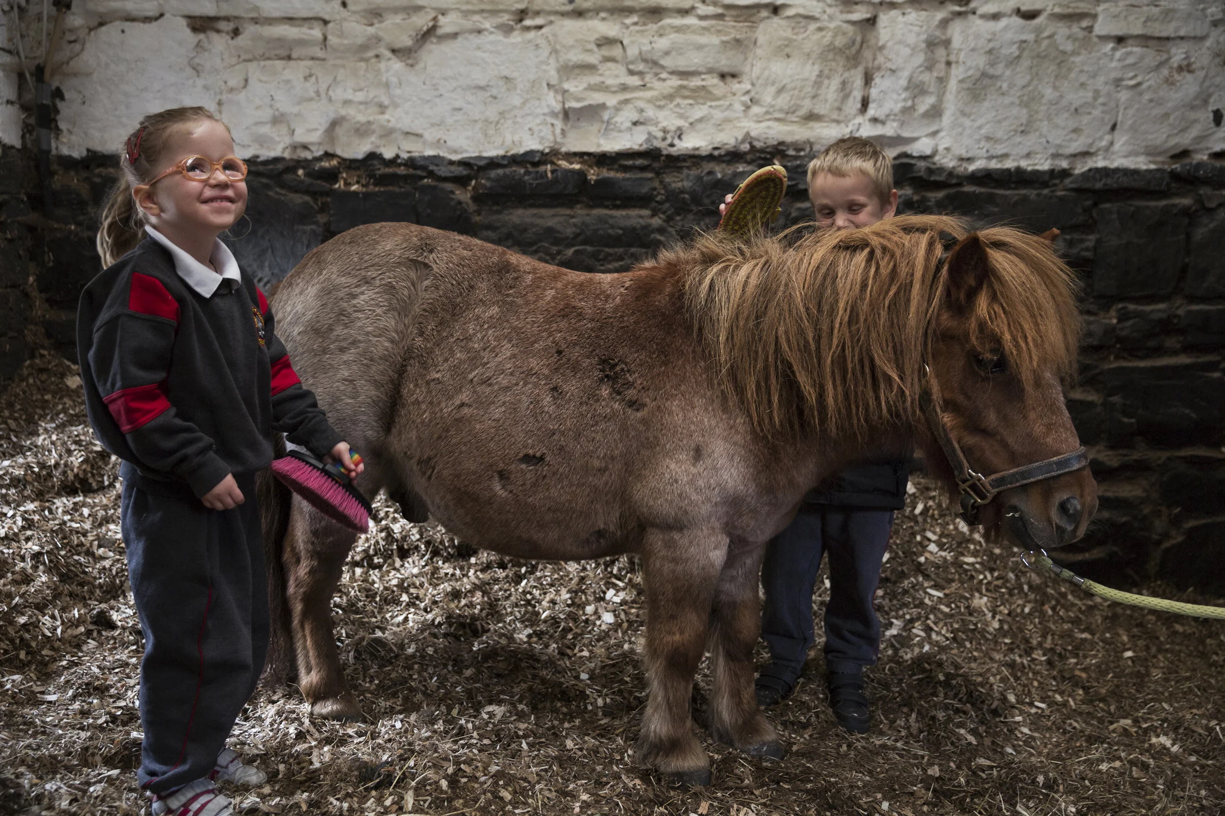 Animal therapy for the blind, Ireland
