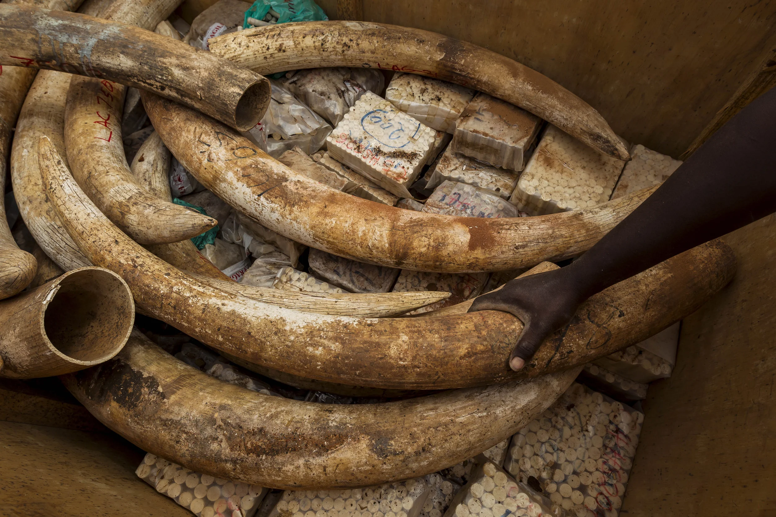 MANYANI, TSAVO, KENYA, JULY 2011: The preparation for the burning of 5 tons of trafficked Ivory recovered from a seizure in Singapore in 2002, Manyani, Tsavo, Kenya, 20 July 2011. The ivory to be burnt is originally from Malawi and Zambia, 5 tons of