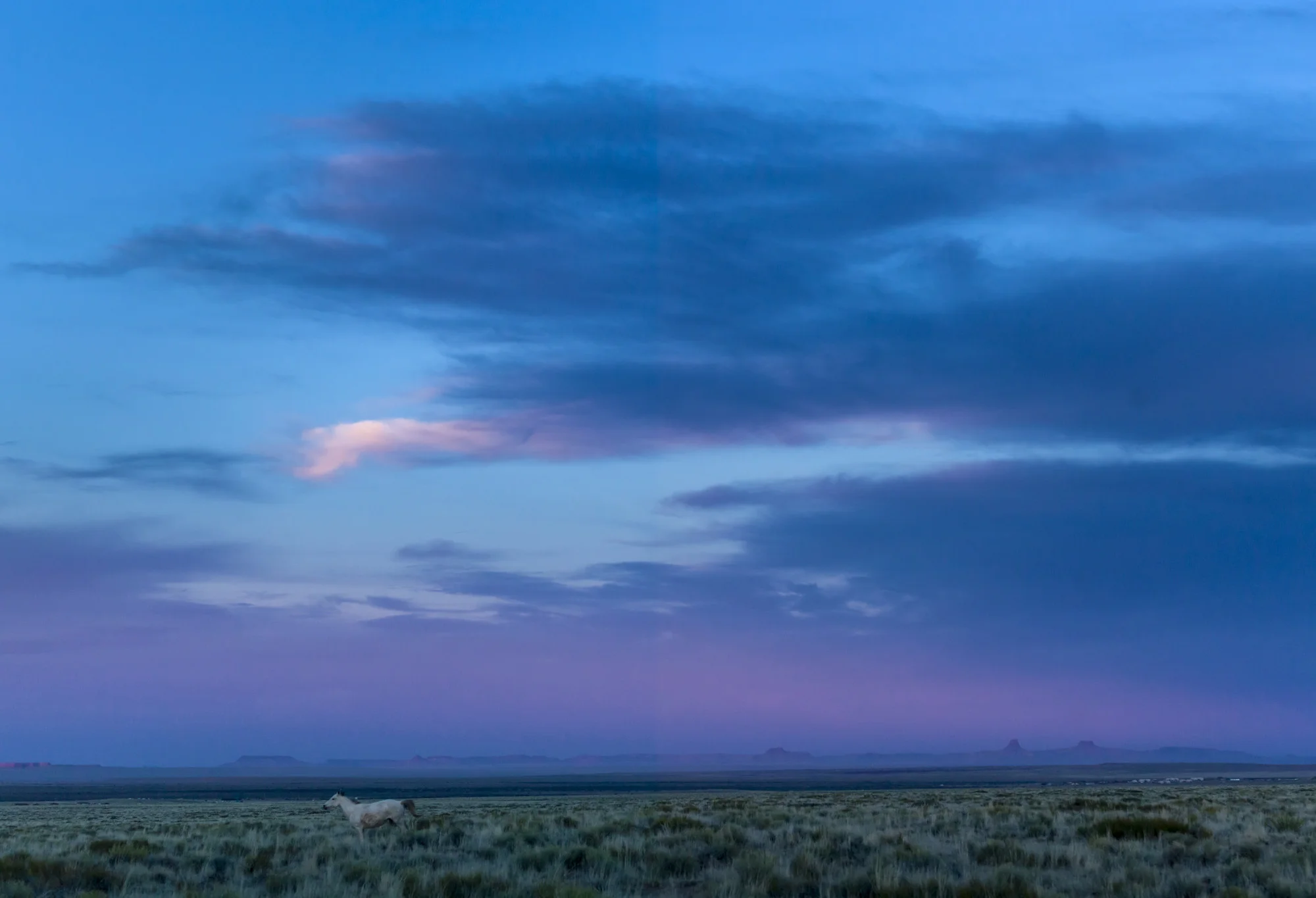LEUPP, ARIZONA, 8 APRIL 2014: A wild horse runs away across the plain, Leupp Arizona. Wild horses are under threat, with controversial round-ups and a long standing drought making it difficult for these creatures to survive. (Photo by Brent Stirton/