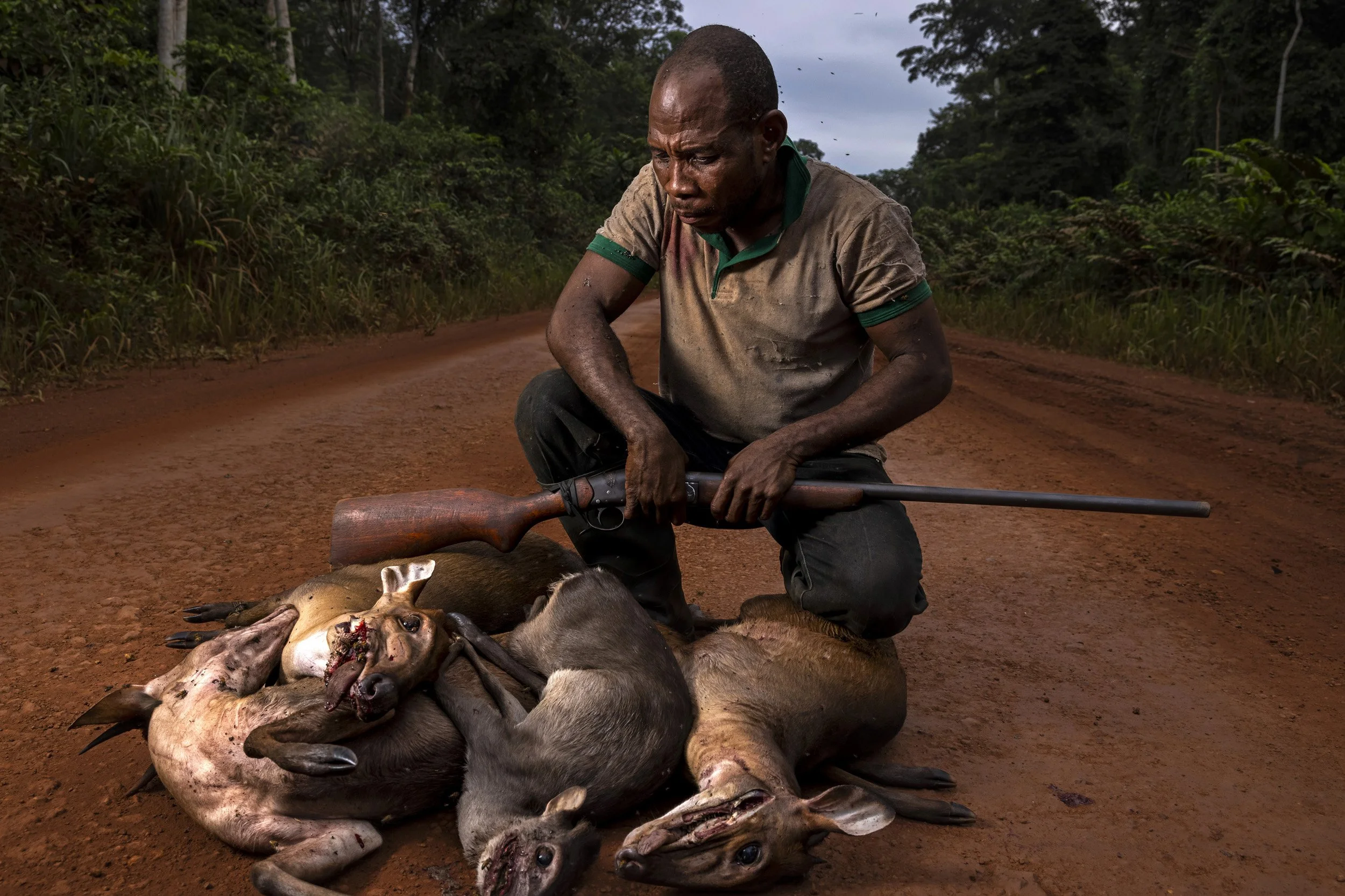 KABO, REPUBLIC OF CONGO, 23 MAY 2021: An image of Henry, a Baka pygmy bushmeat hunter seen after a successful hunt. As part of a conservation project ngo's WCS and SWM work with a logging company on three separate concessions. They allow their work