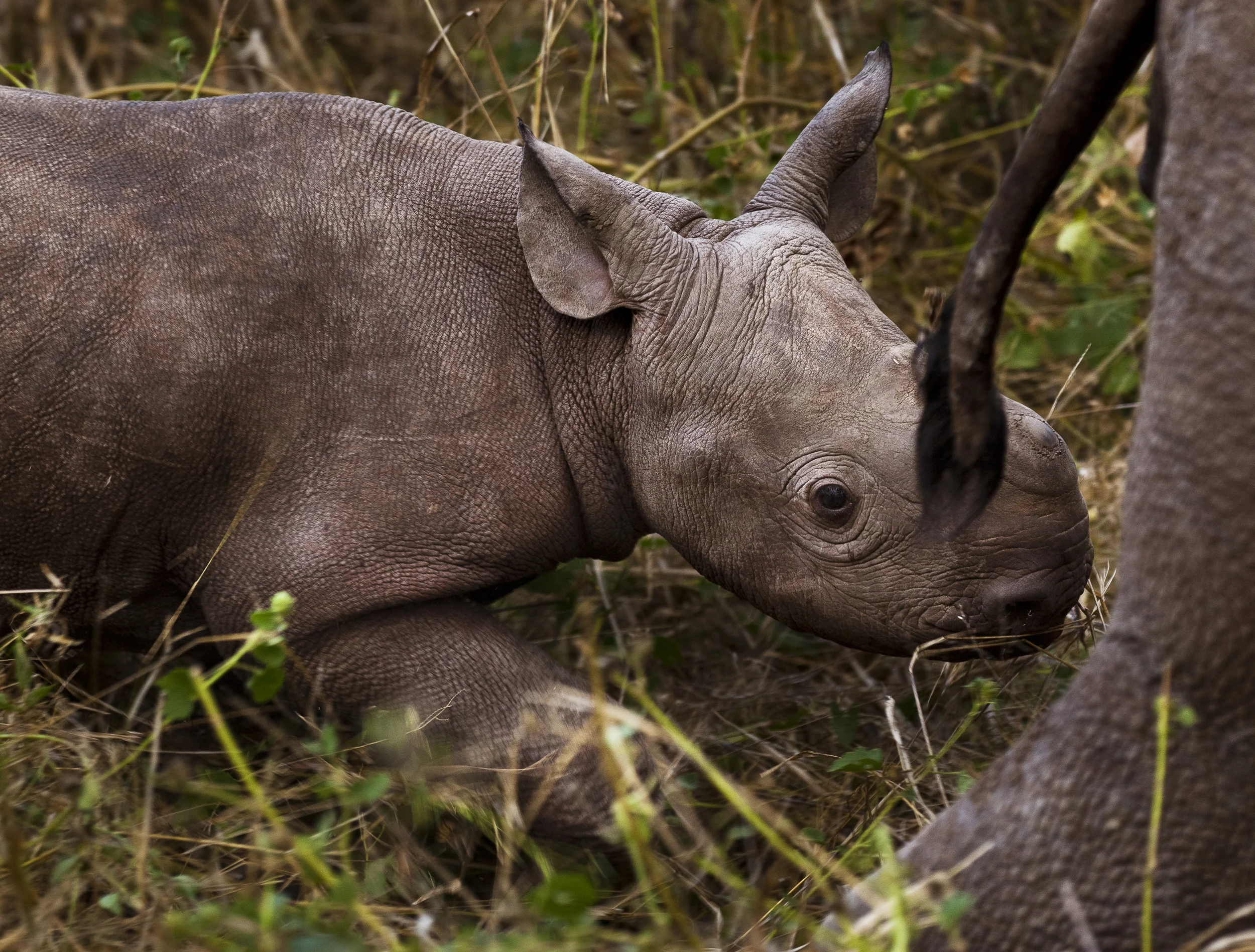 VICTORIA FALLS, ZIMBABWE, APRIL 2011: Images of a 3 week old Black Rhino Calf born at the Victoria Falls Private Game Reserve, Zimbabwe, April 25, 2011. (Photo by Brent Stirton/Reportage for National Geographic Magazine.)