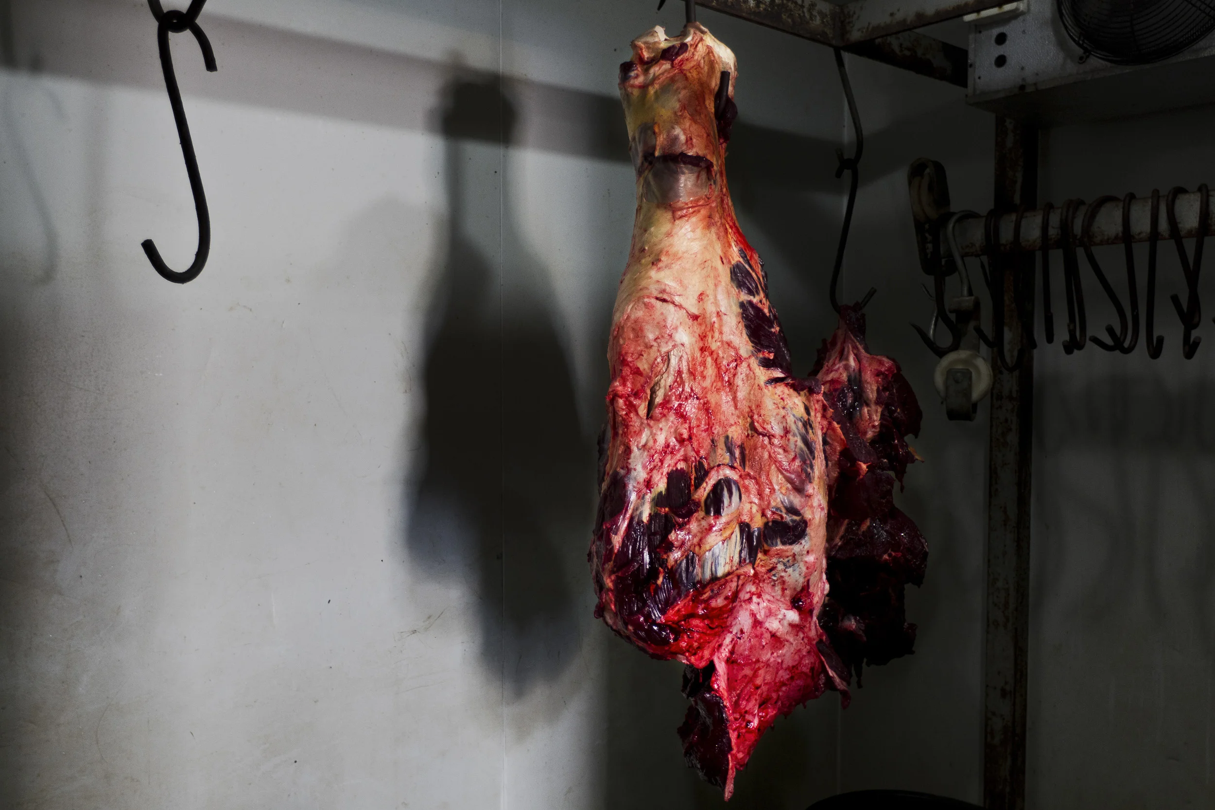 MESSINA, SOUTH AFRICA, MARCH 2011: White Rhino meat hangs in cold storage after a morning hunt on Dawie Groenewald's hunting lodge in Messina, South Africa, March 25 2011. Groenewald along with his wife and 11 of his employees are currently accused