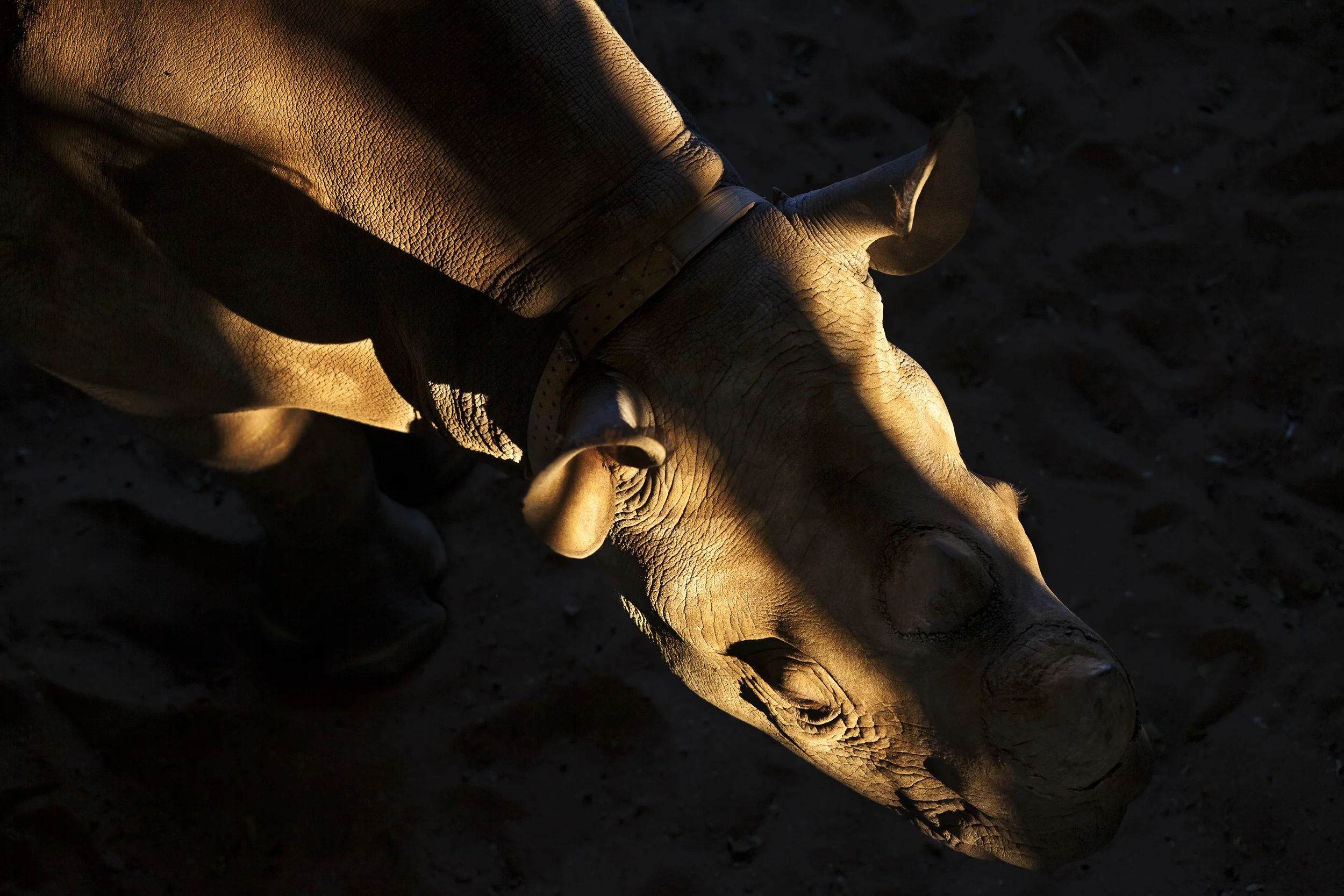 iMFOLOZI HLUHLUWE GAME RESERVE, NATAL, SOUTH AFRICA, MAY 2011: Images of a young Black Rhino Rhino who has grown up in captivity after being orphaned at a young age in iMfolozi Game Reserve in Natal, South Africa, May 2, 2011. Hluwhluwe iMfolozi Gam